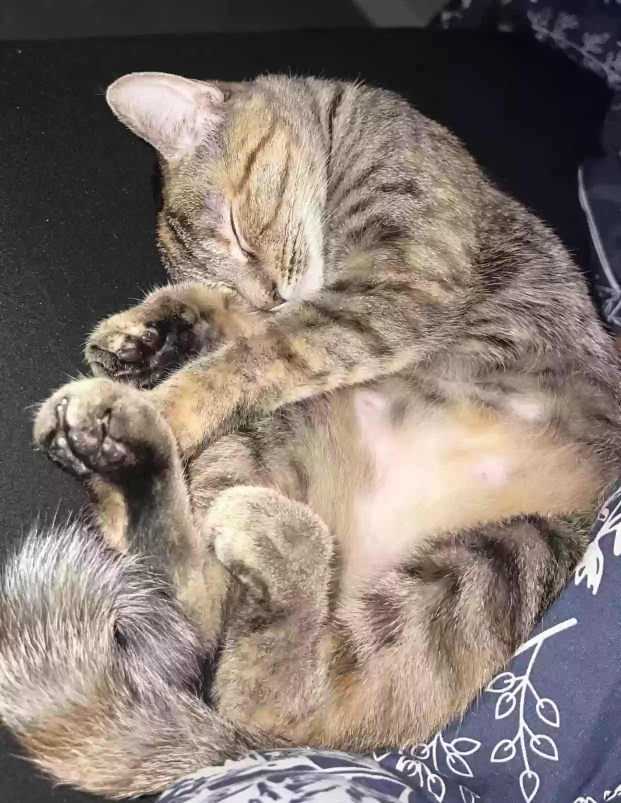 adoptable Cat in Coats,NC named Cersei