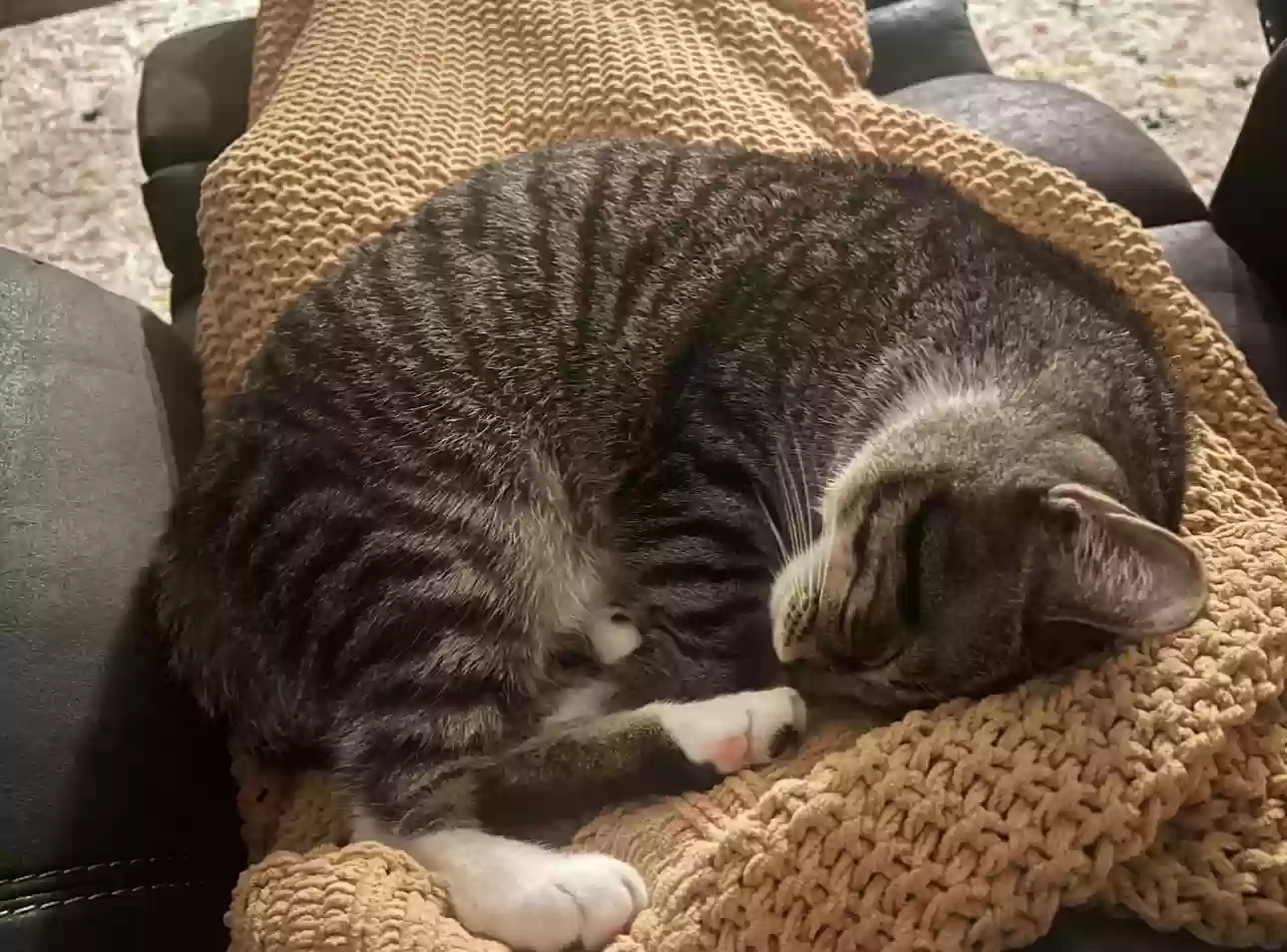 adoptable Cat in Coats,NC named JORAH