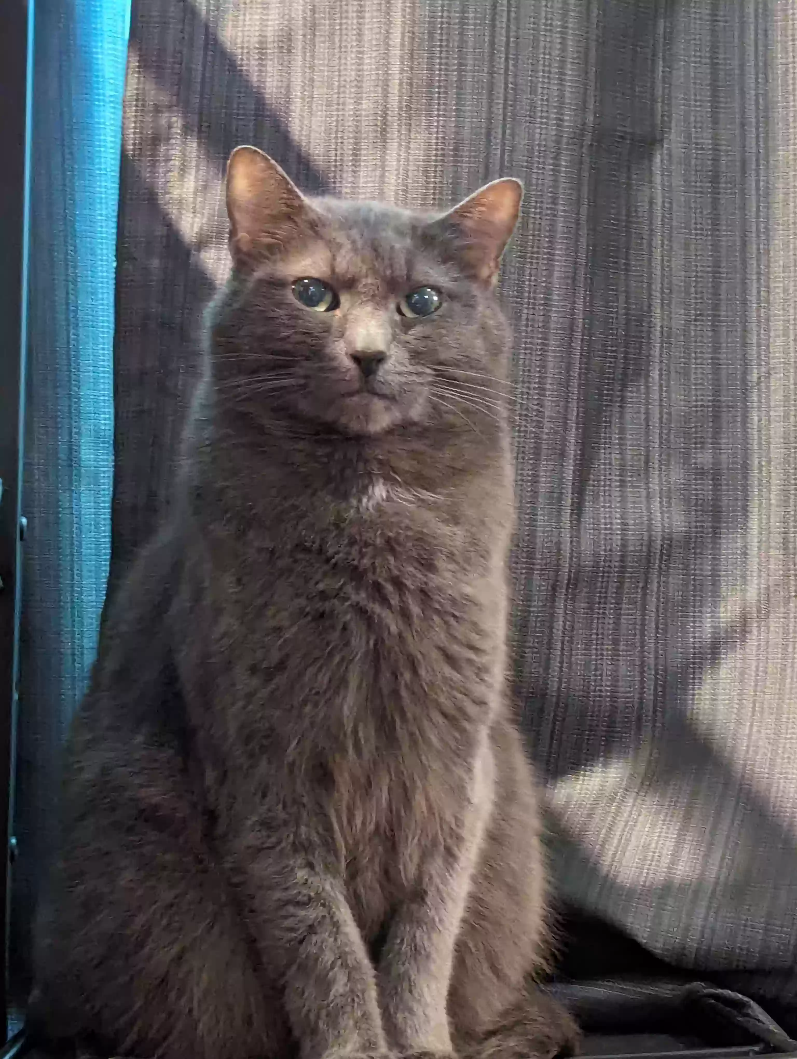 adoptable Cat in Aumsville,OR named