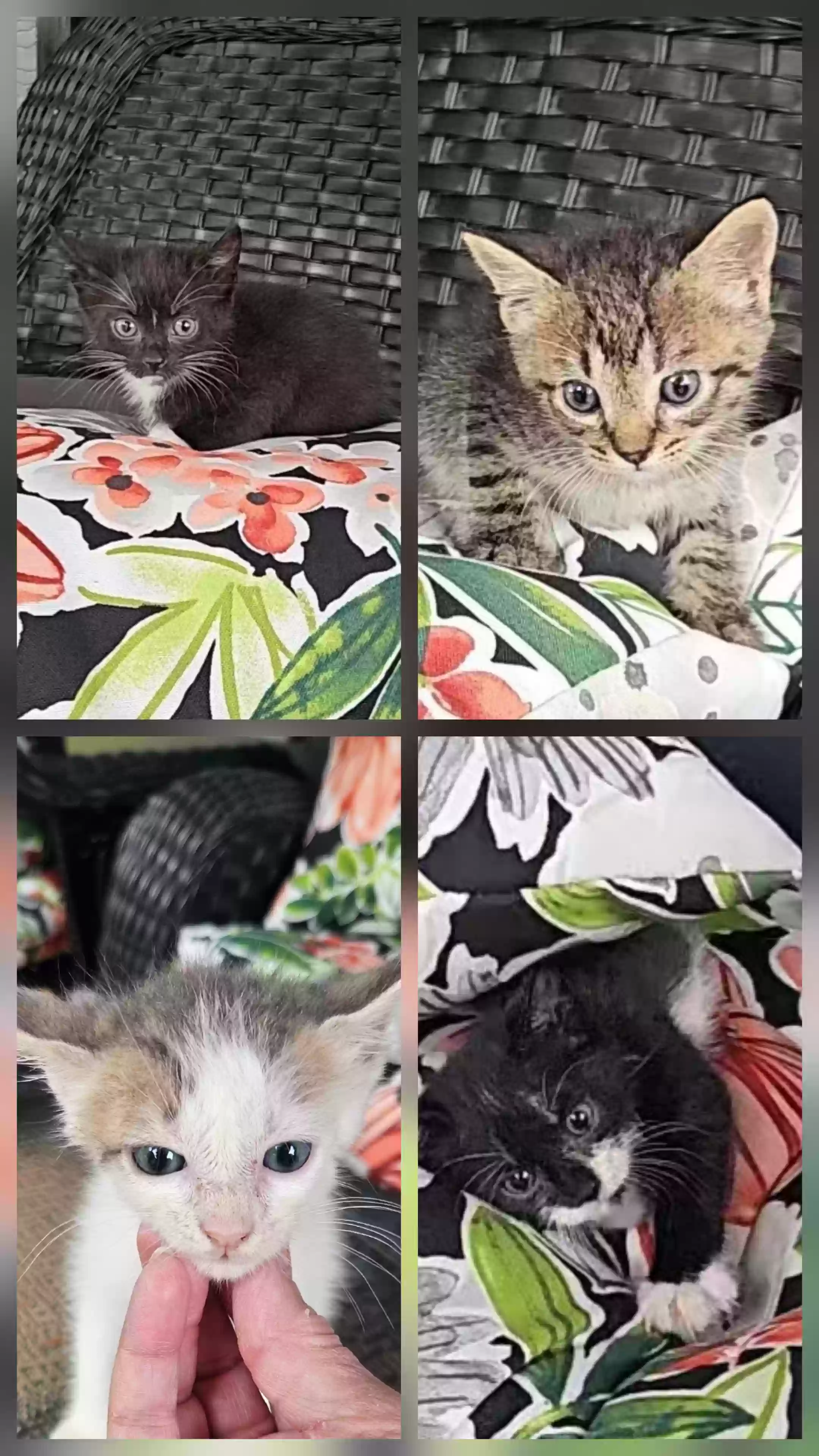 adoptable Cat in Covington,GA named Fostering kittens 2 females 2 males