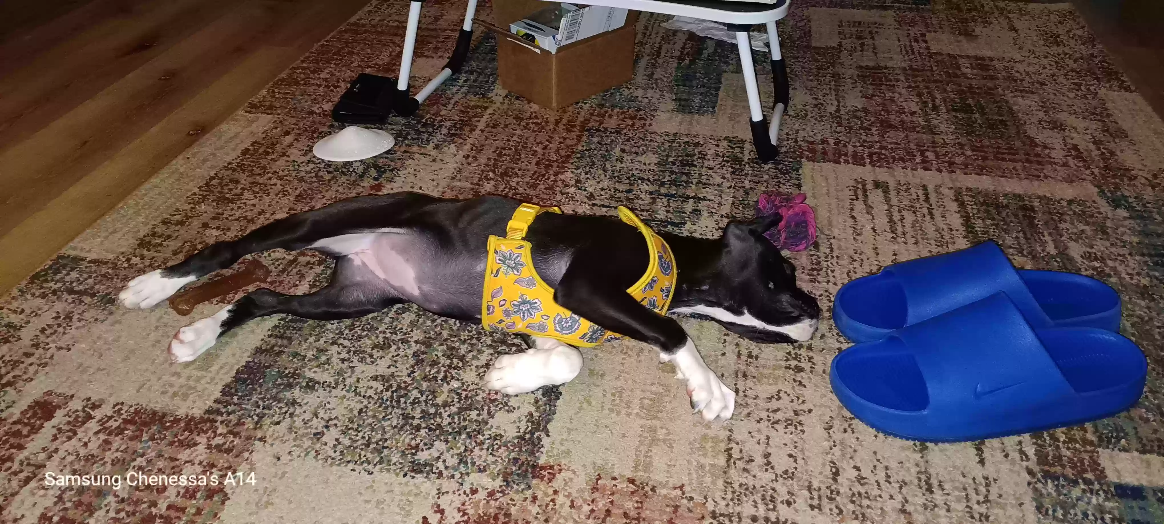 adoptable Dog in Lithonia,GA named Missy