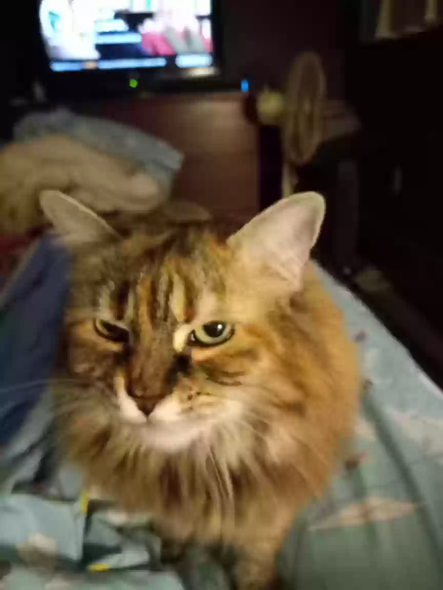 adoptable Cat in Haddam,CT named Kiki