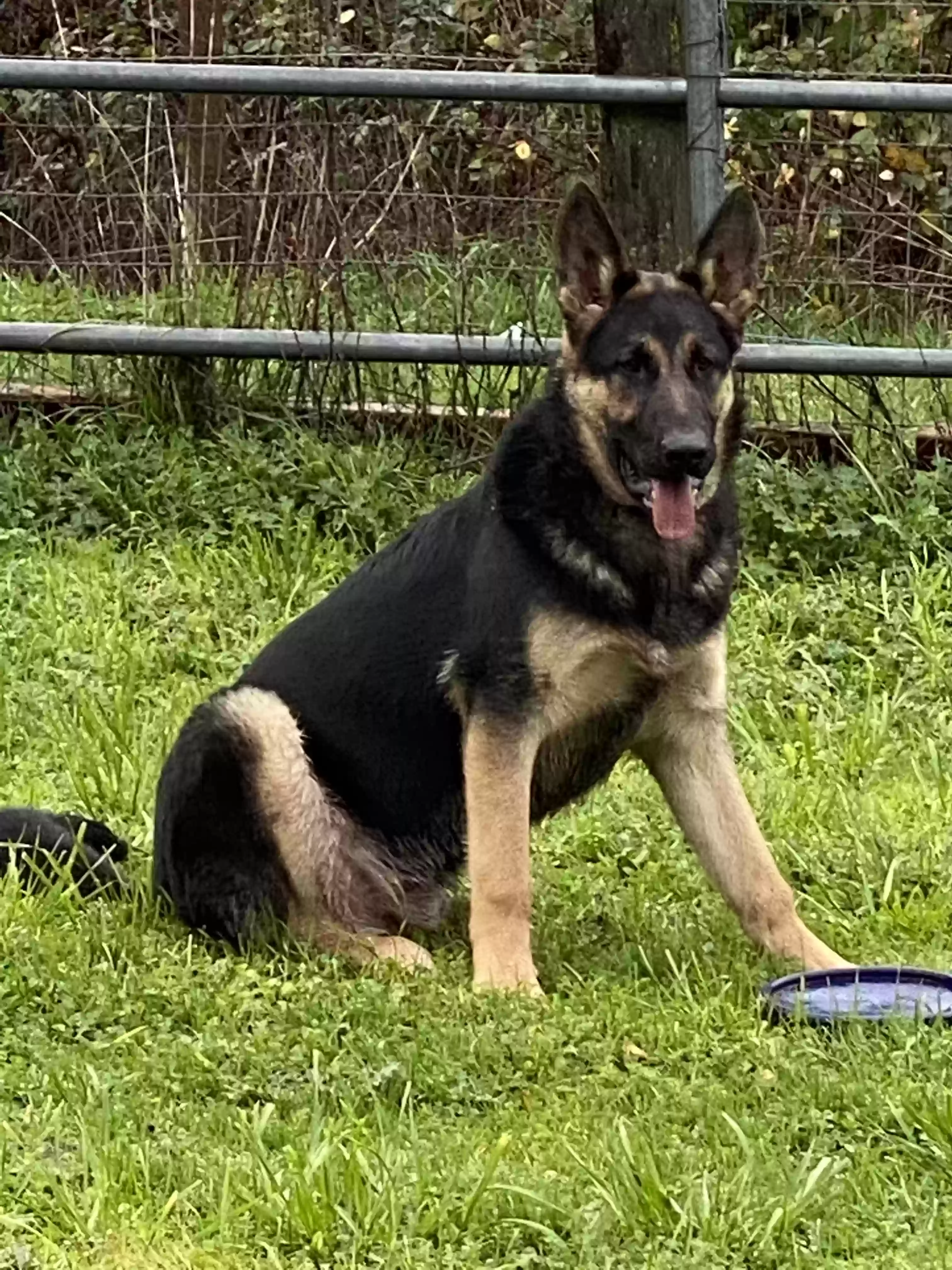 adoptable Dog in Gaston,OR named Fritz