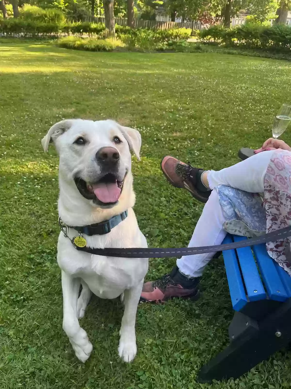 adoptable Dog in Cleveland,OH named Frankie