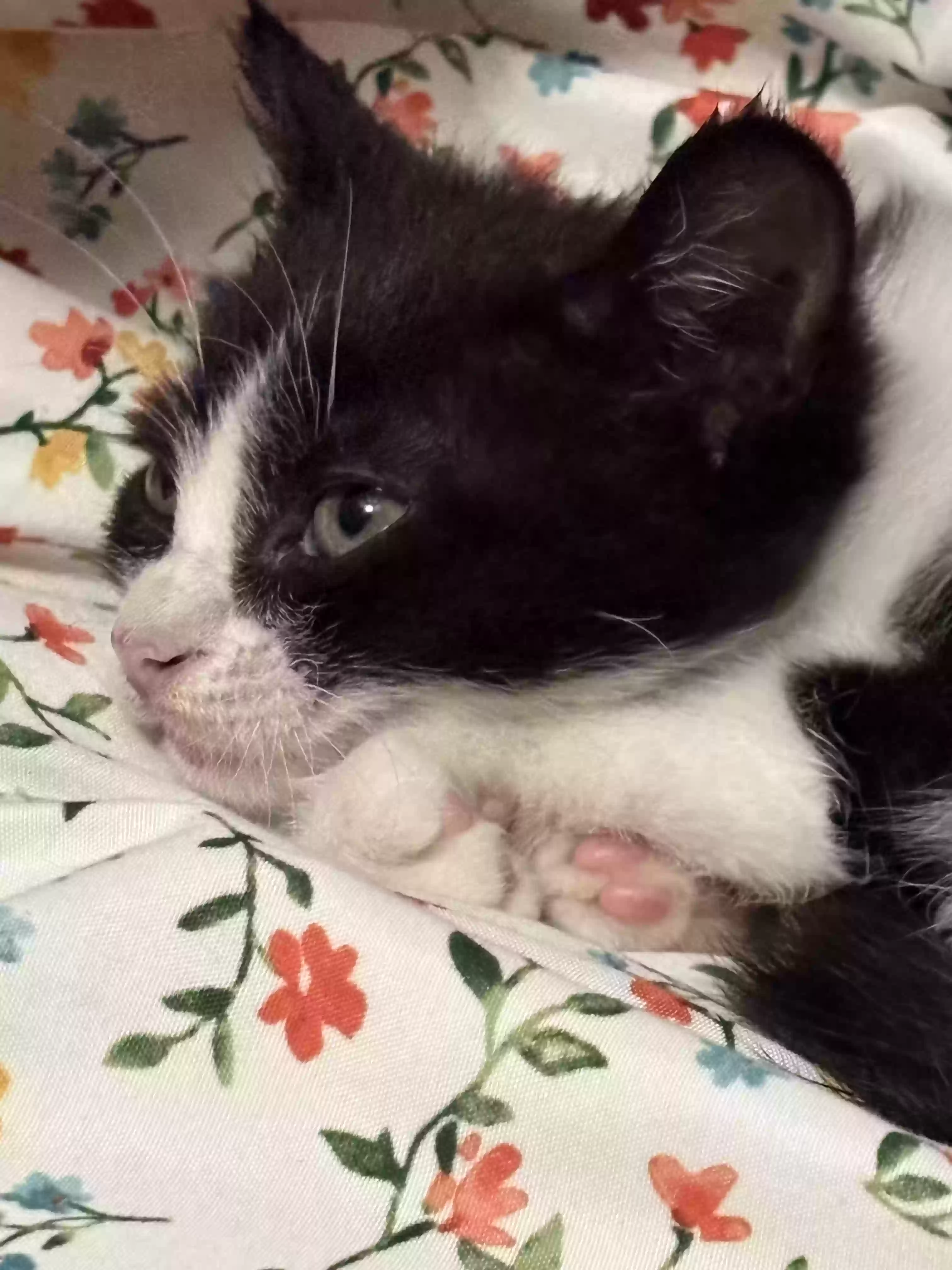adoptable Cat in Lumberton,TX named Young kitten no name