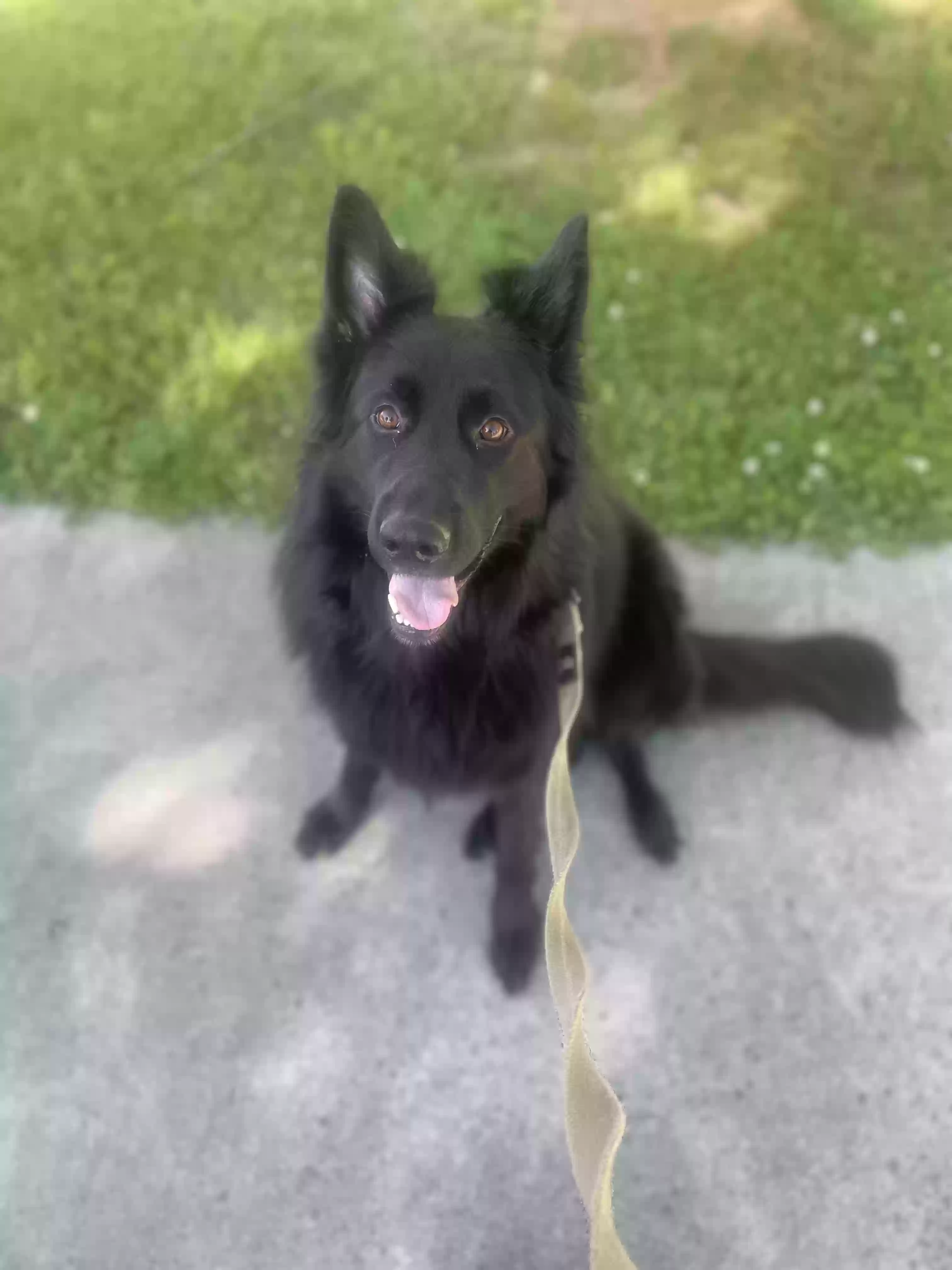 adoptable Dog in Loganville,GA named