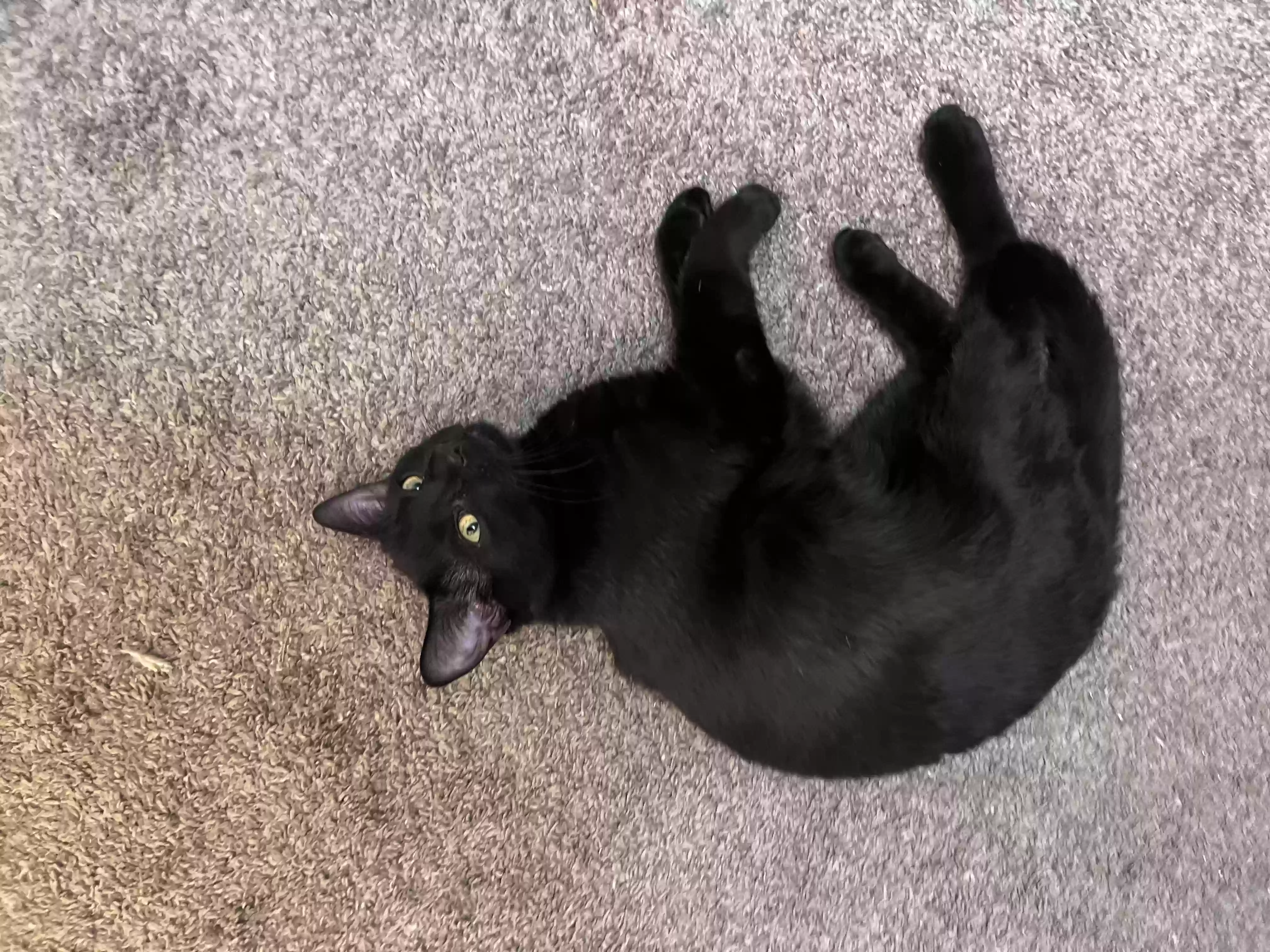 adoptable Cat in Denver,CO named Mister