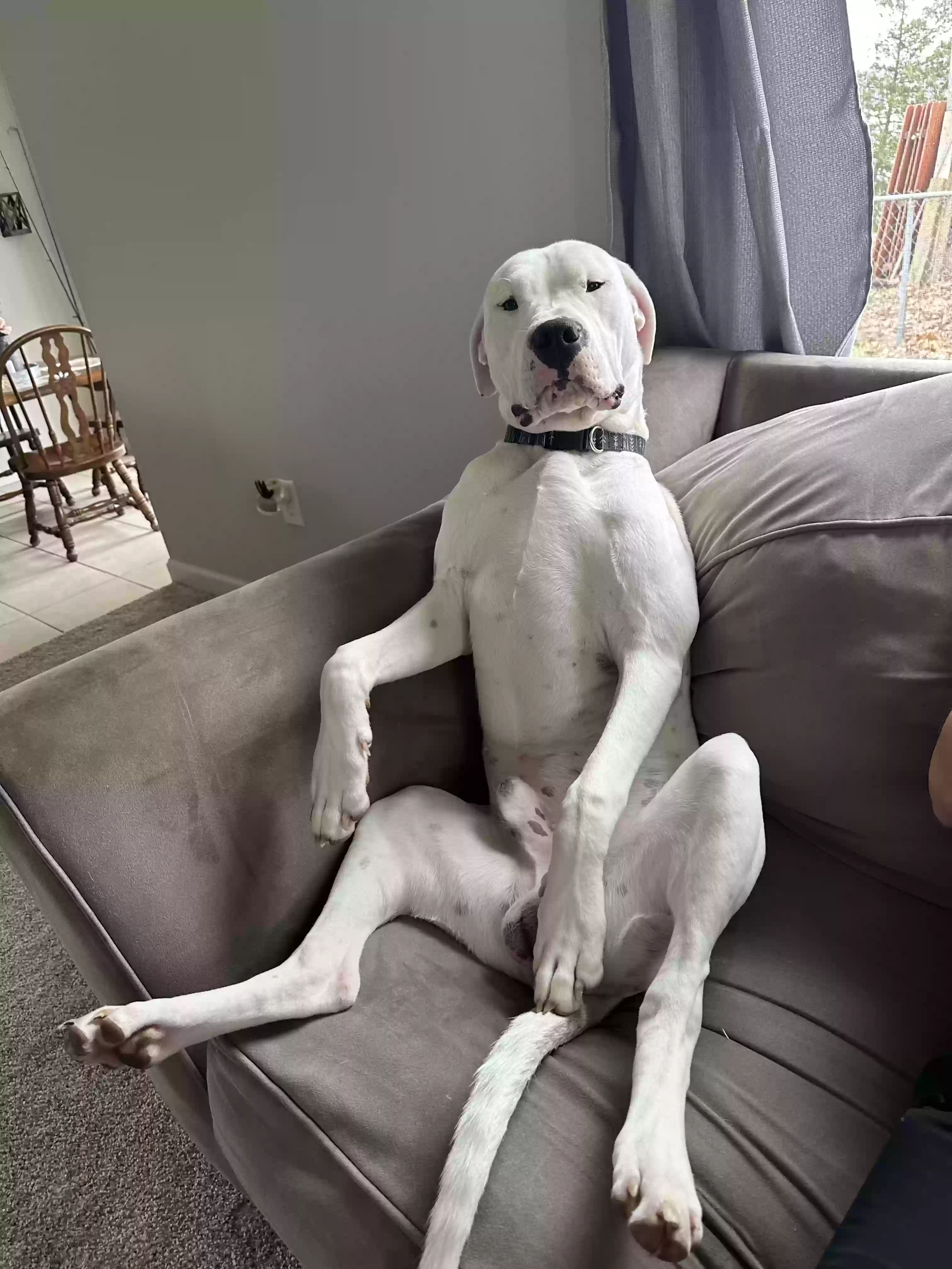 adoptable Dog in White Lake,MI named Benny