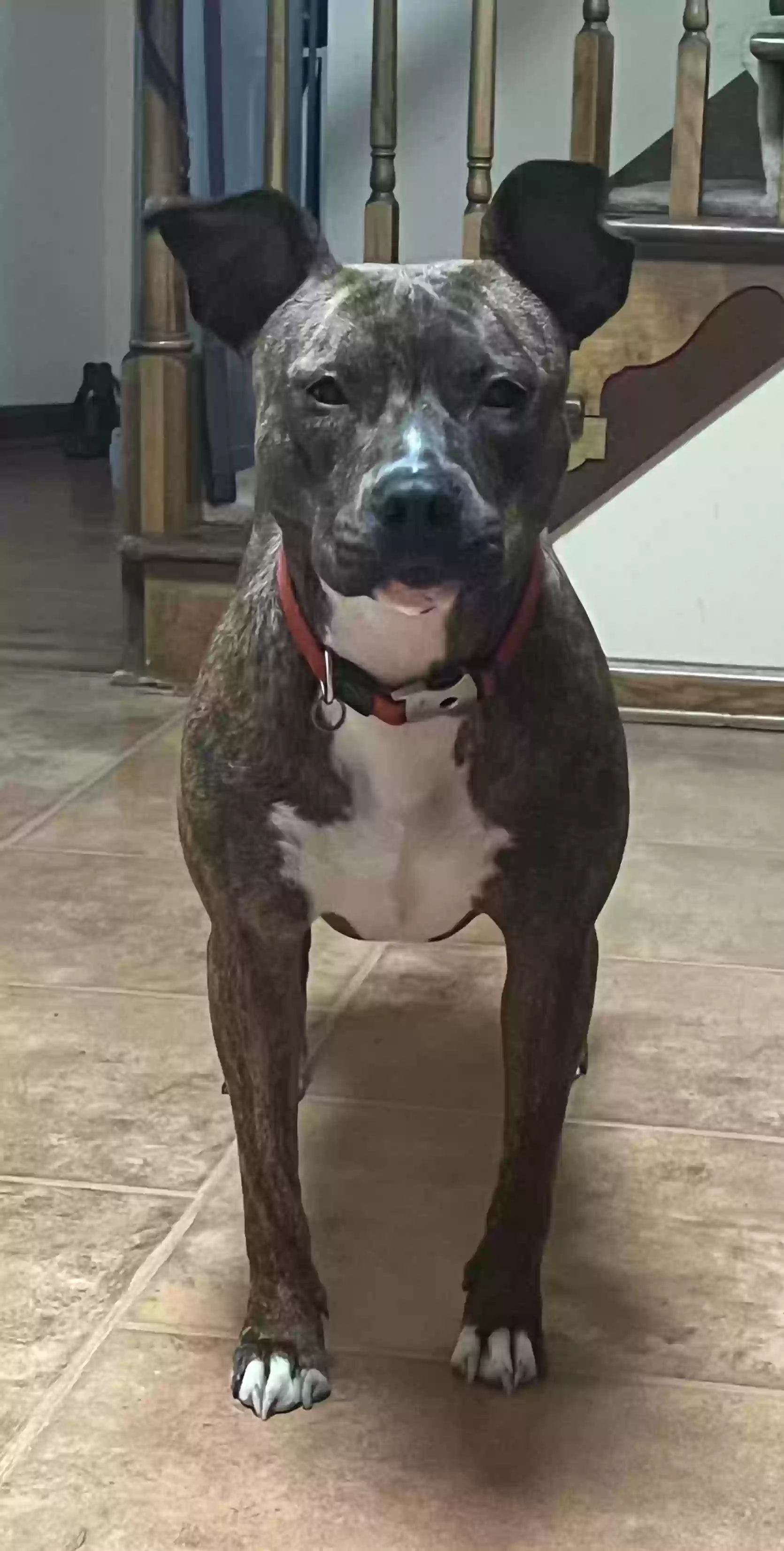 adoptable Dog in Lilburn,GA named Callie