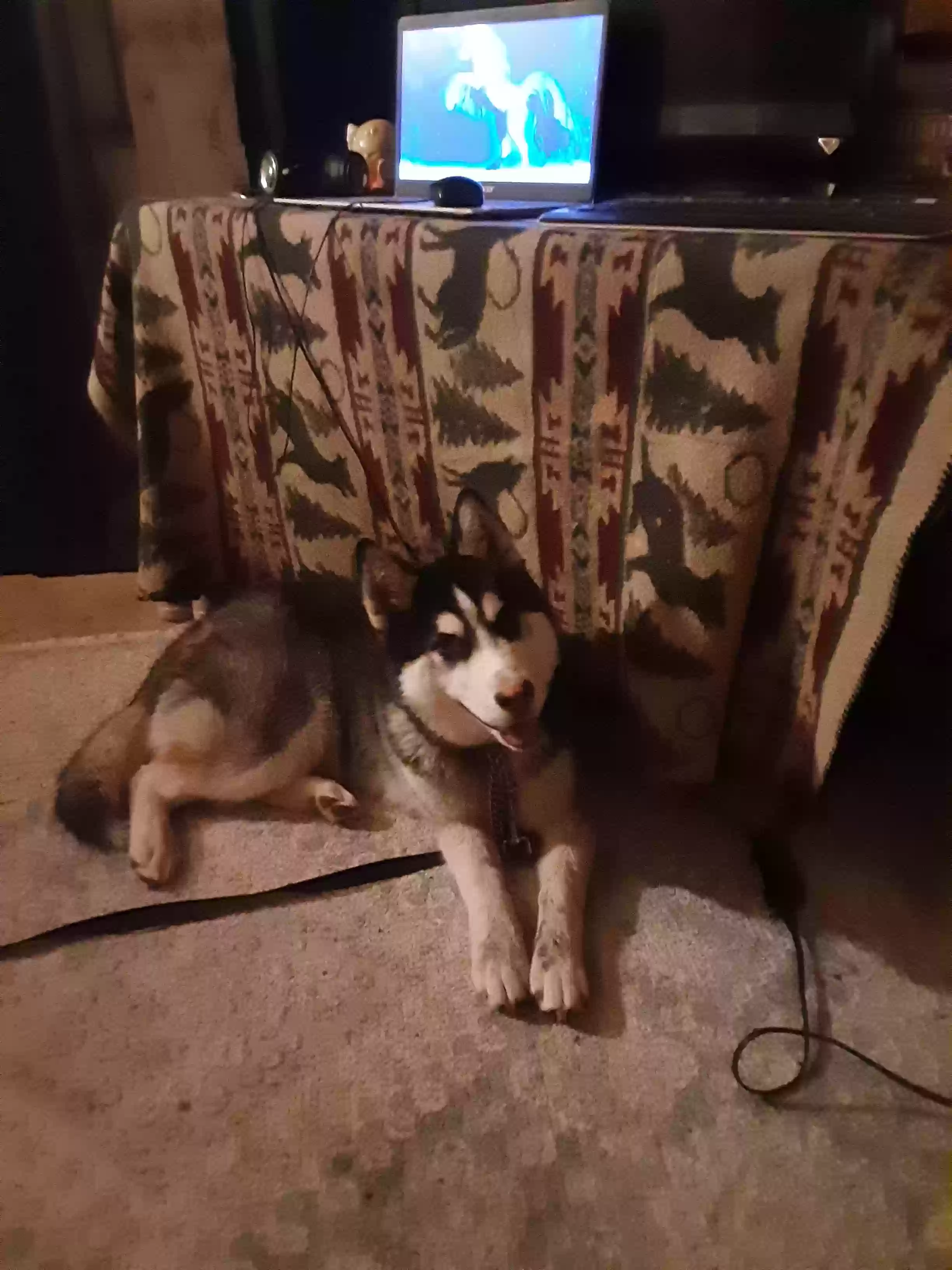 adoptable Dog in Black Canyon City,AZ named Wynonna
