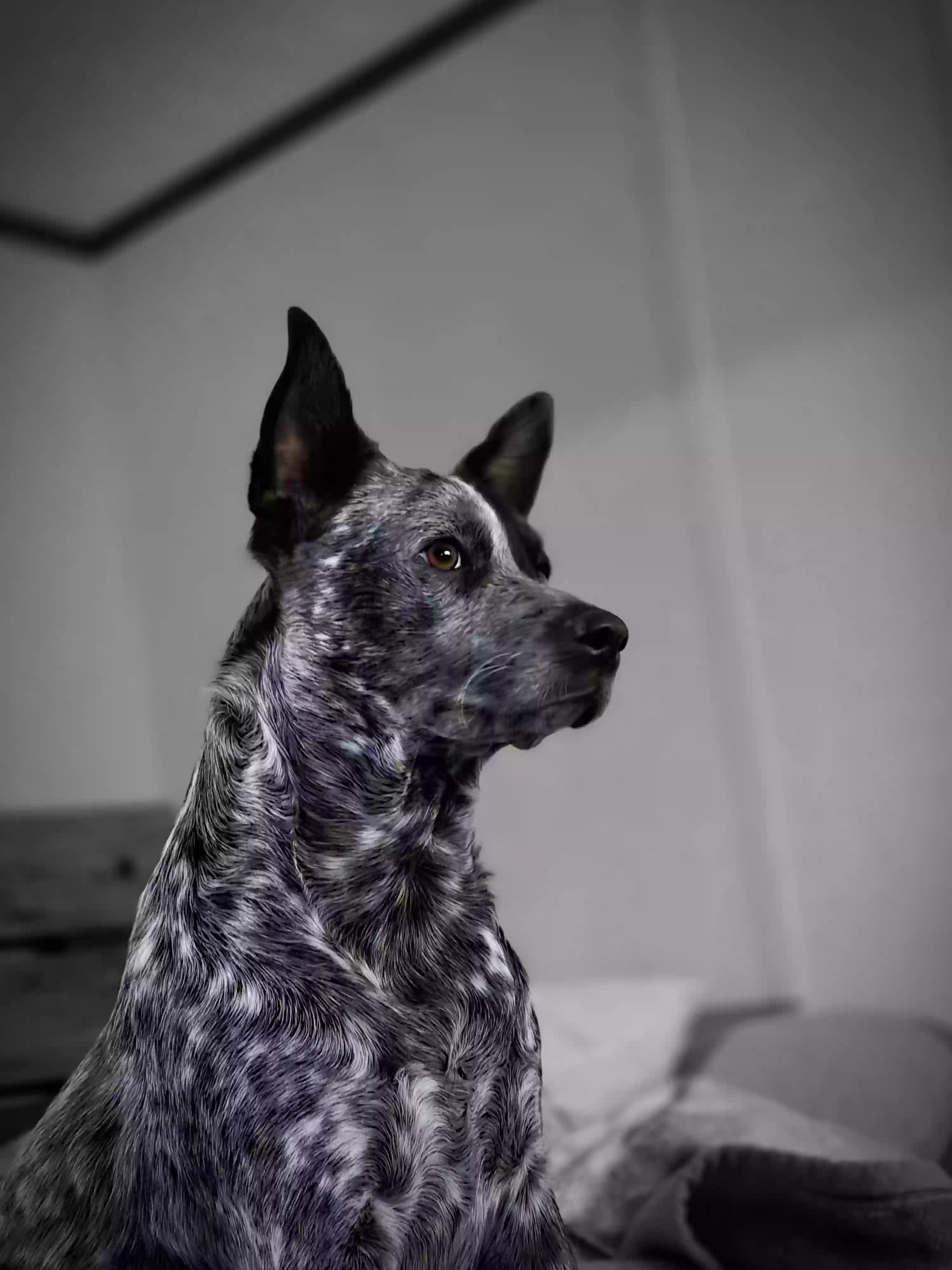 adoptable Dog in Prescott,AZ named Piper