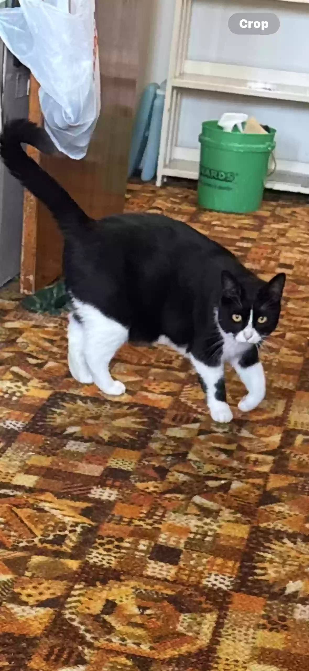 adoptable Cat in Marne,MI named Ruthie 