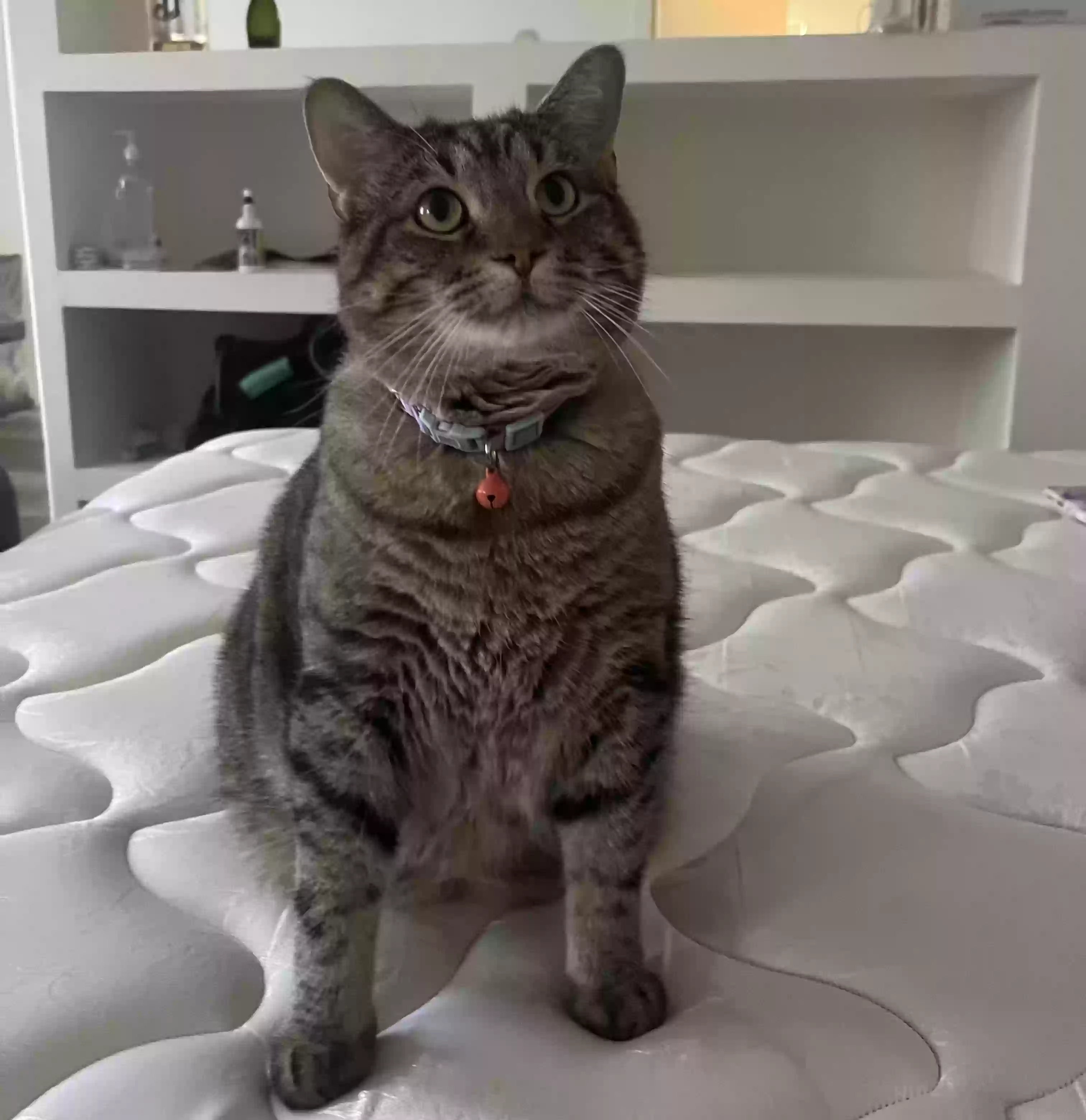 adoptable Cat in Decatur,IL named Theodore