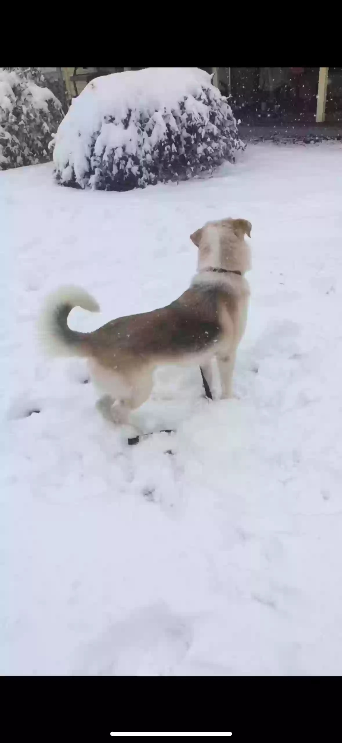 adoptable Dog in Greensboro,NC named Rook