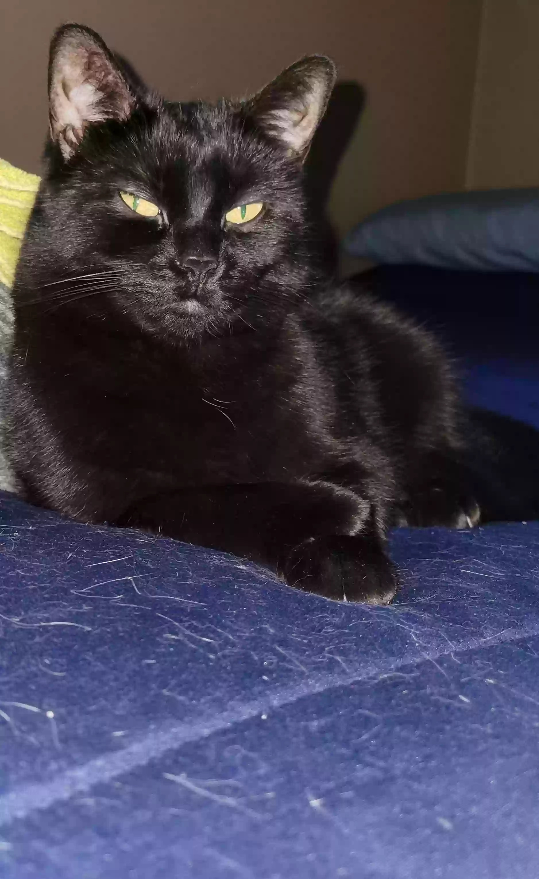 adoptable Cat in Saint Clair Shores,MI named