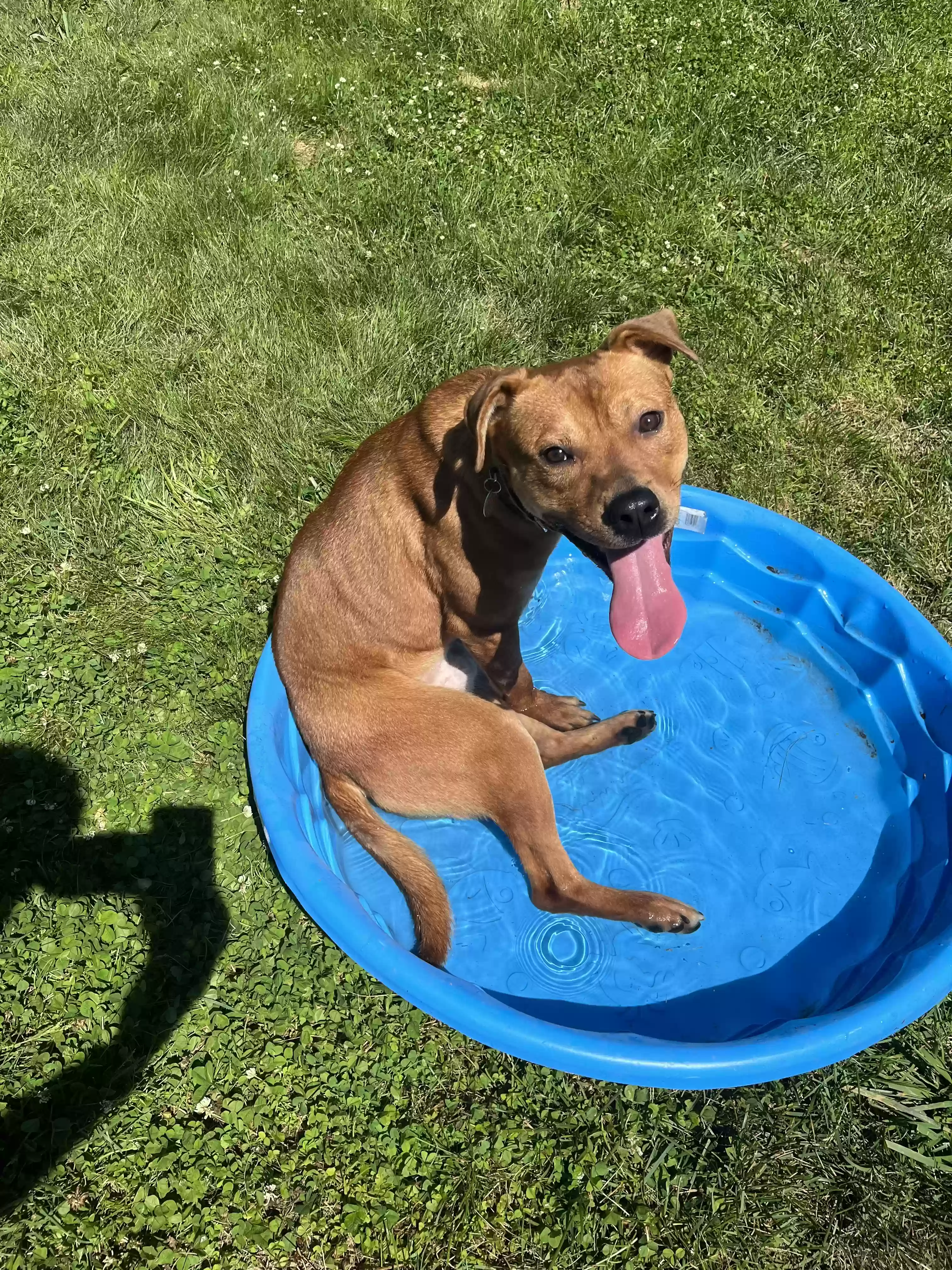 adoptable Dog in Bristol,CT named Rocky