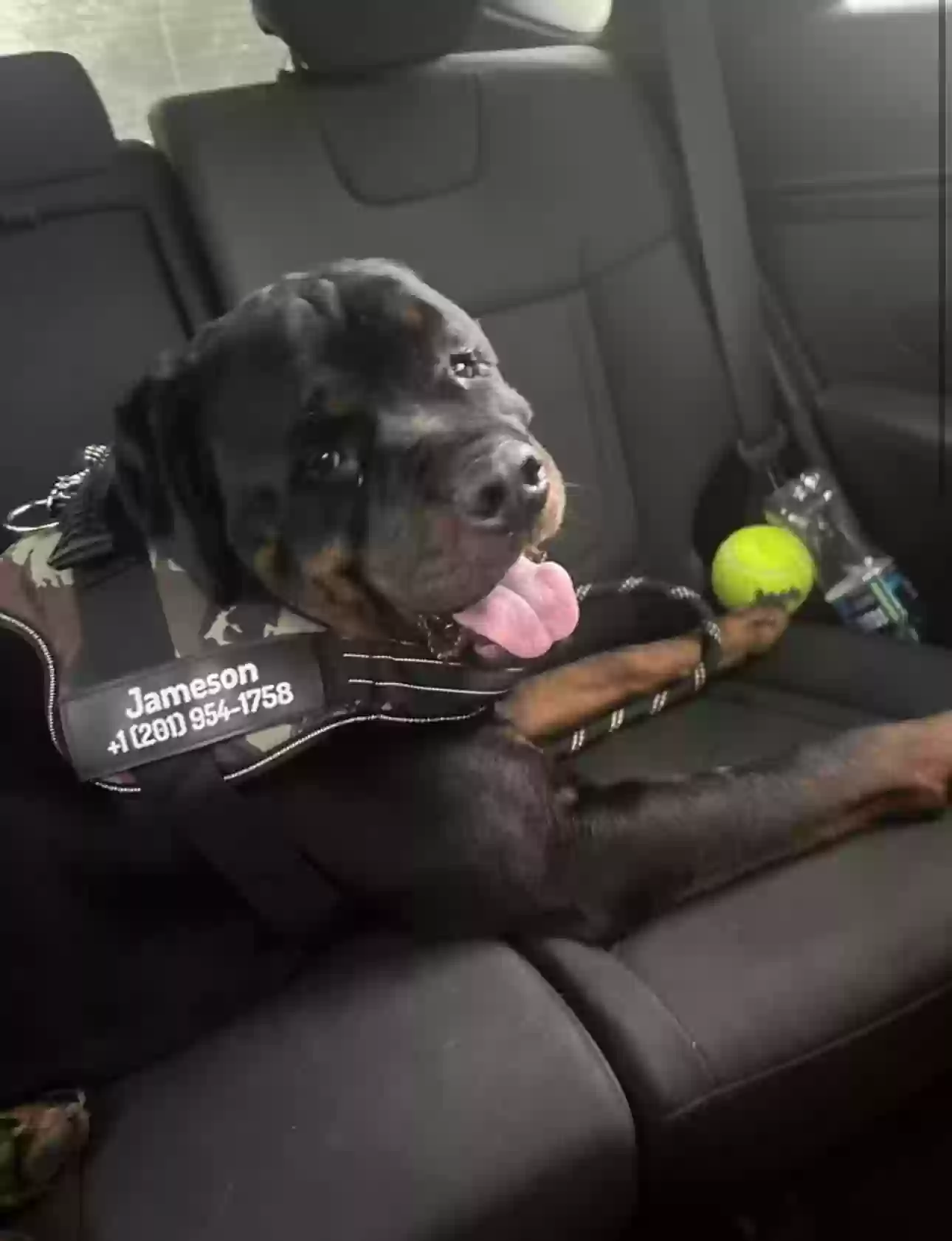 adoptable Dog in Wyoming,PA named Jameson