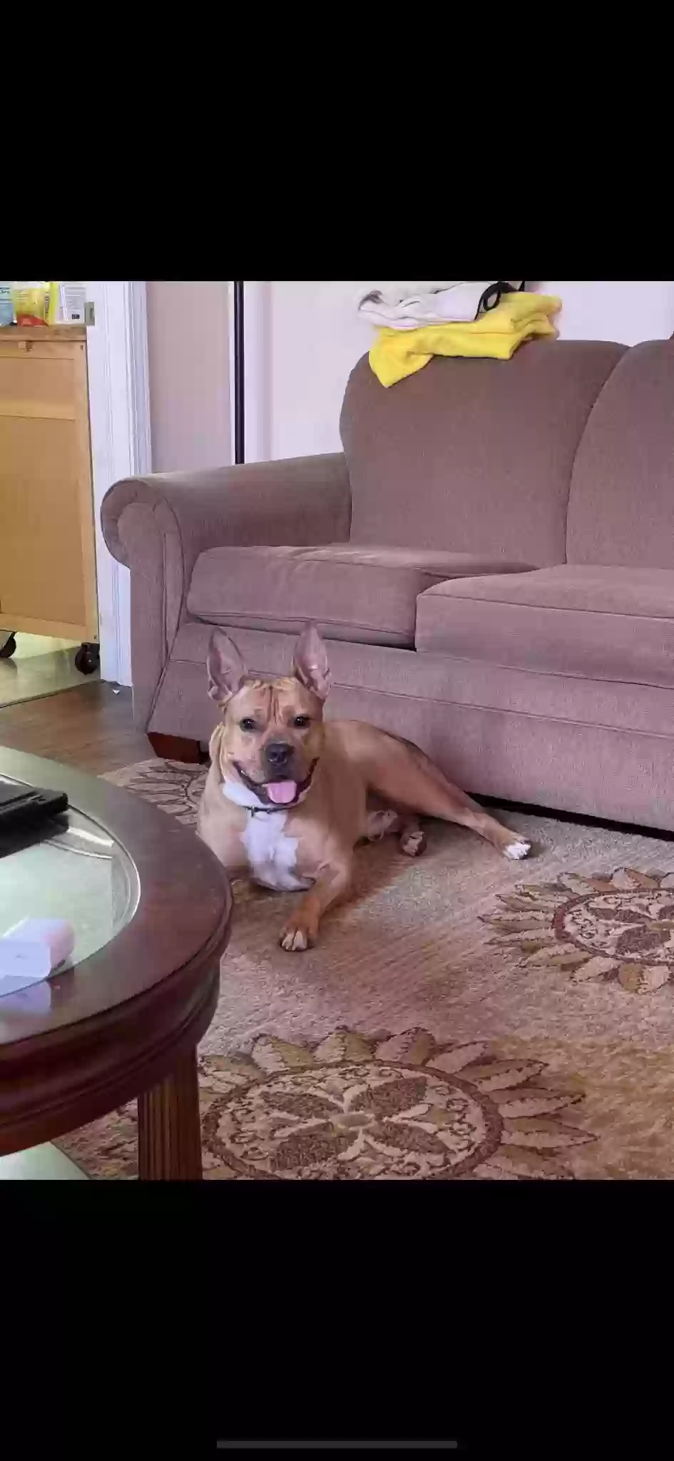 adoptable Dog in Buffalo,NY named Zeus