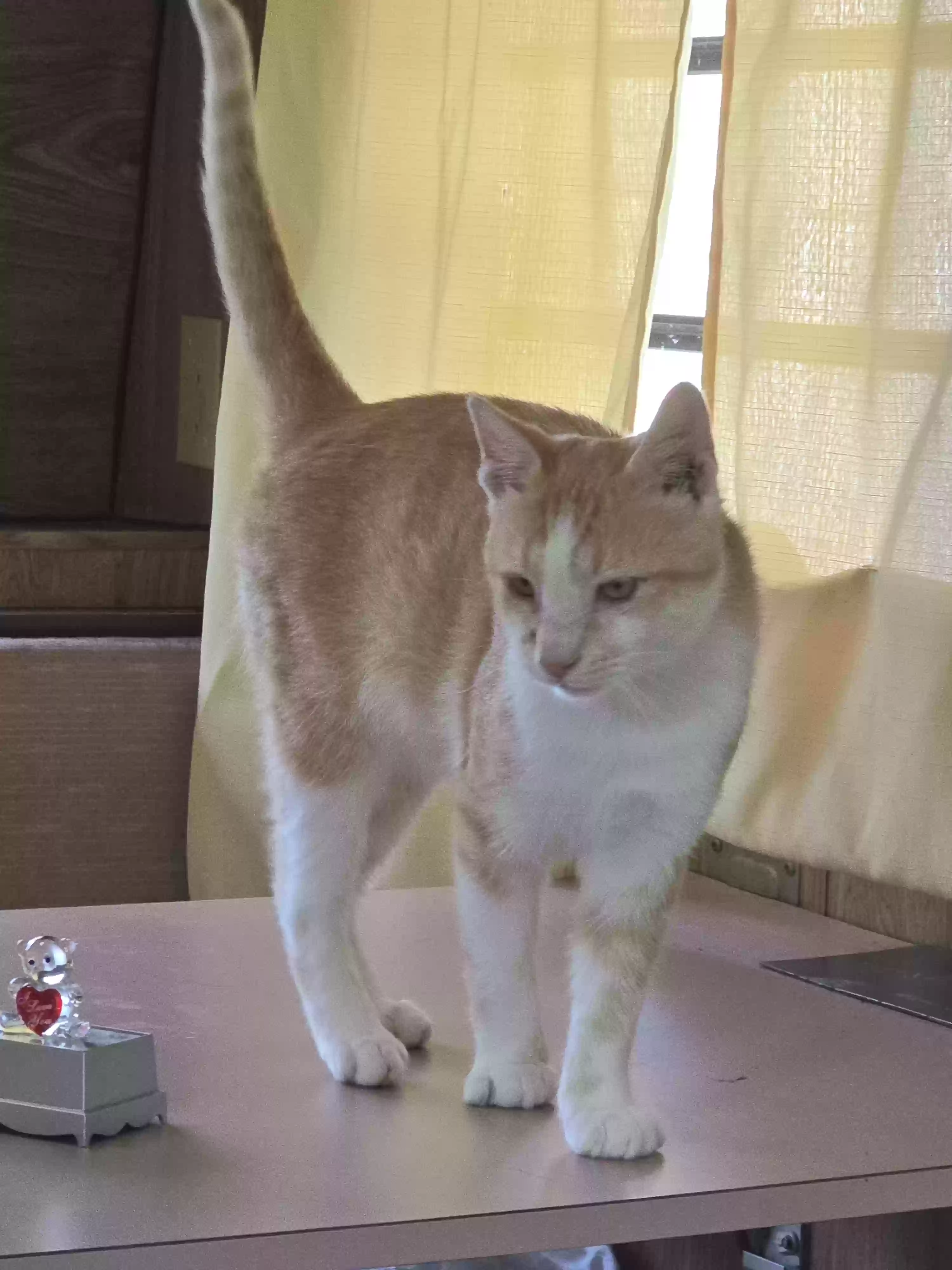 adoptable Cat in Sandy Hook,KY named Merlin