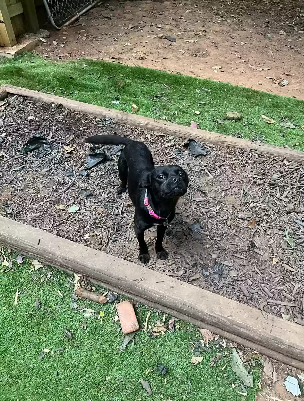 adoptable Dog in Woodstock,GA named CHUCK AND BECKHAM