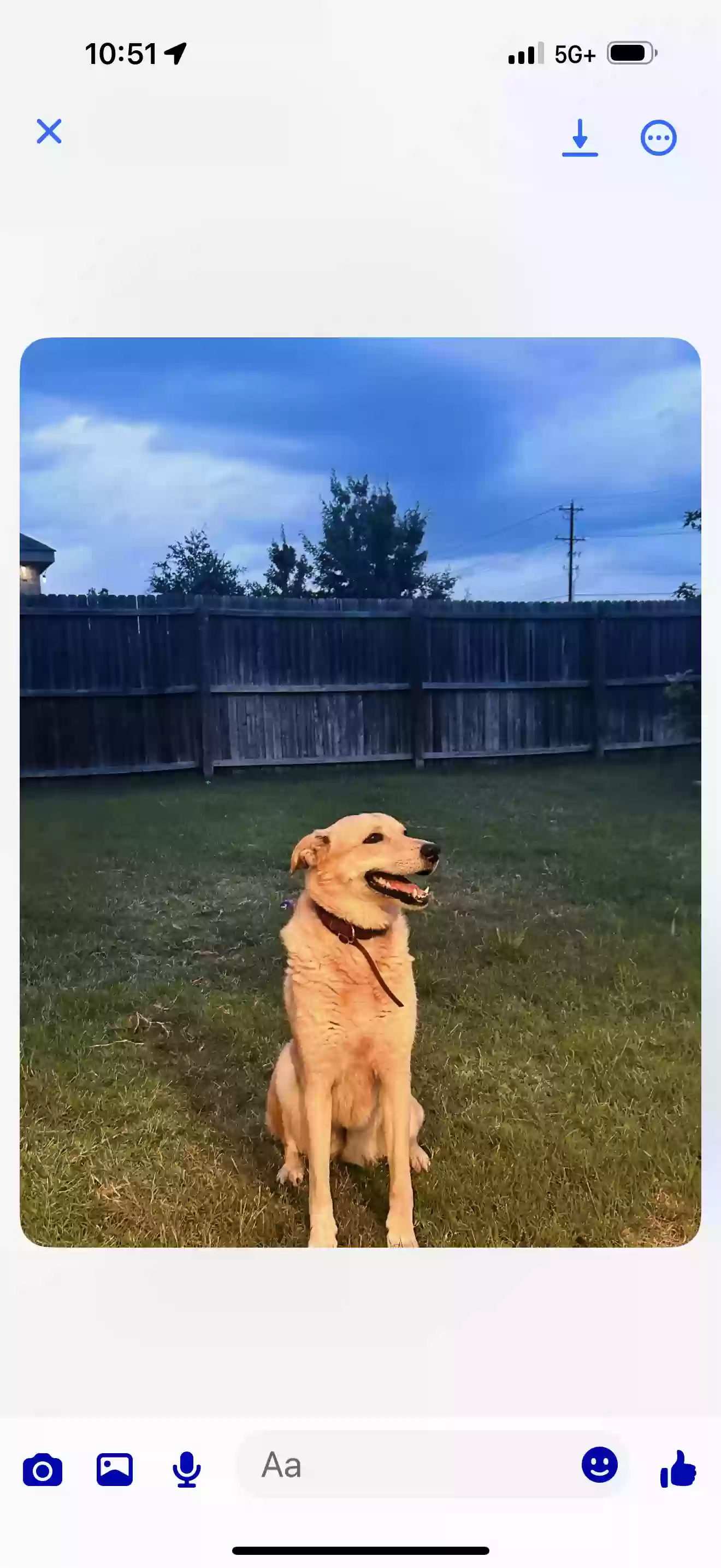 adoptable Dog in Aubrey,TX named Sweetie