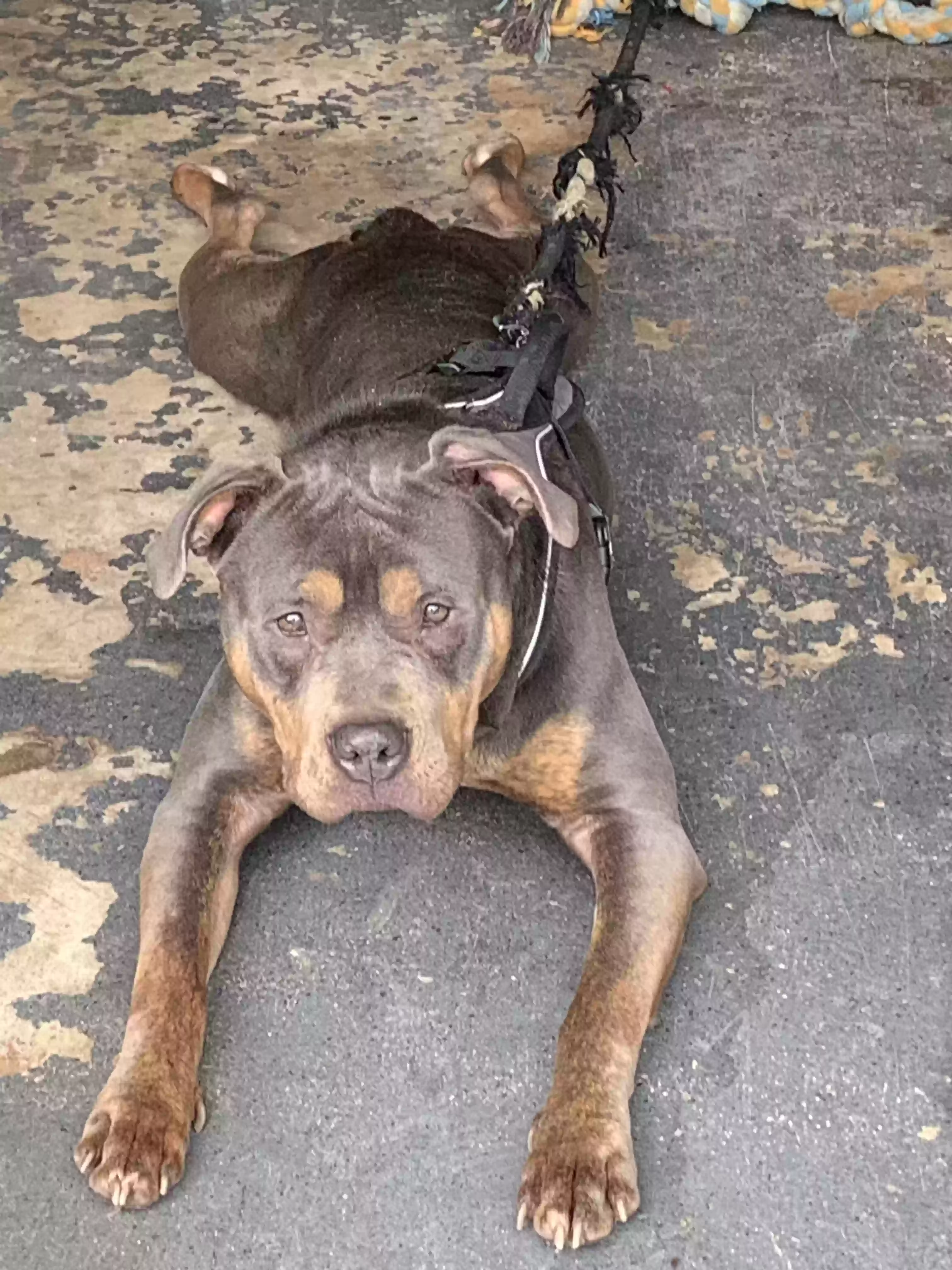 adoptable Dog in Milford,DE named Moon