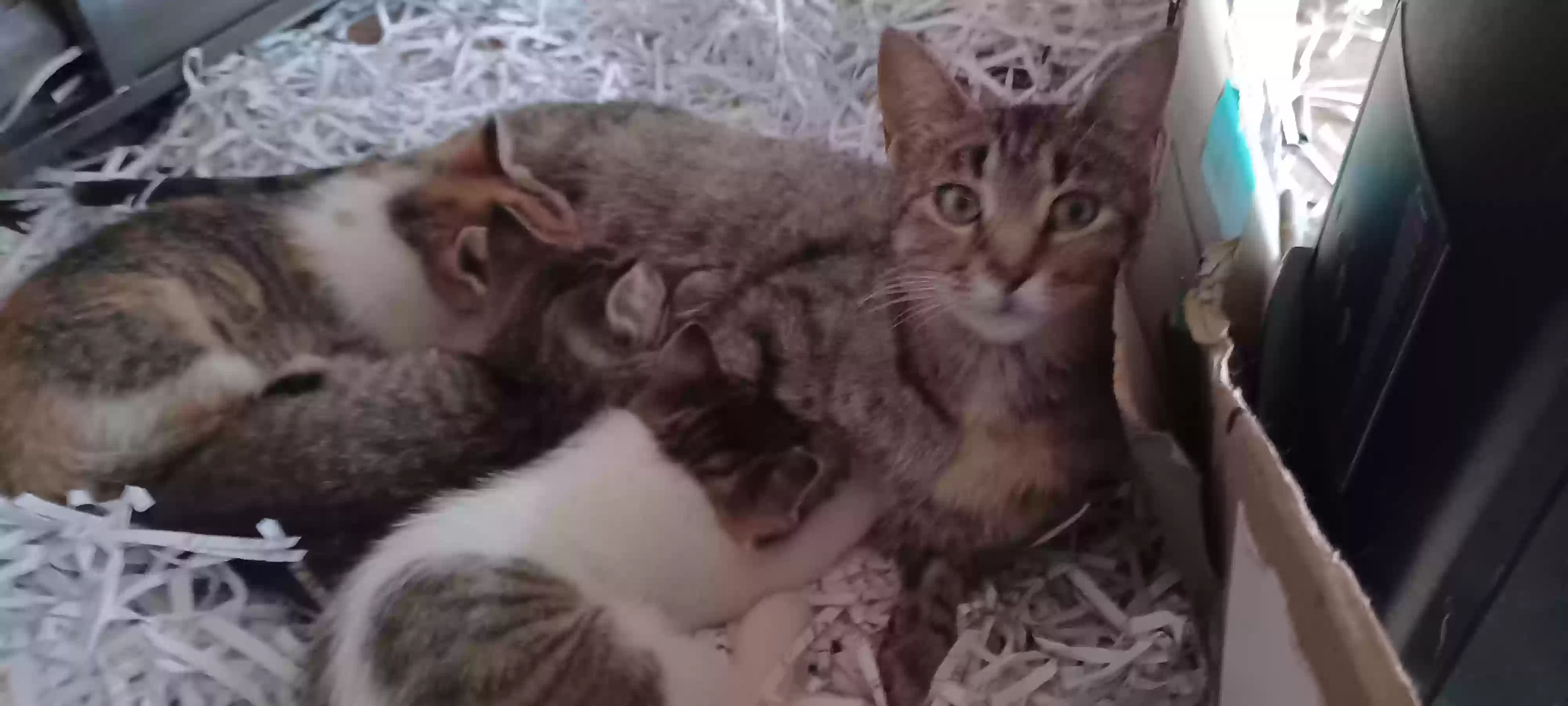 adoptable Cat in Middleville,MI named Lady