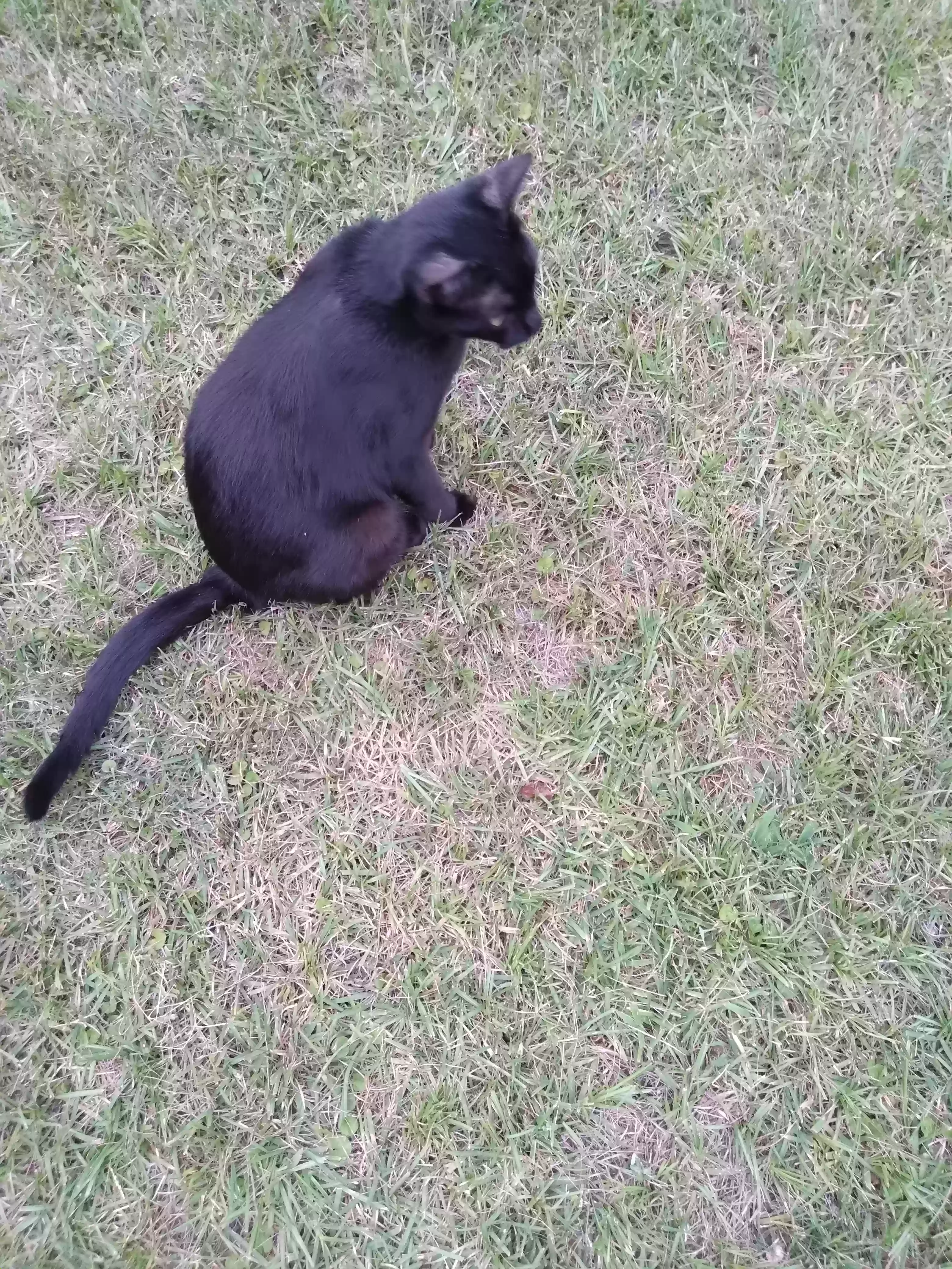 adoptable Cat in Florala,AL named Midnight