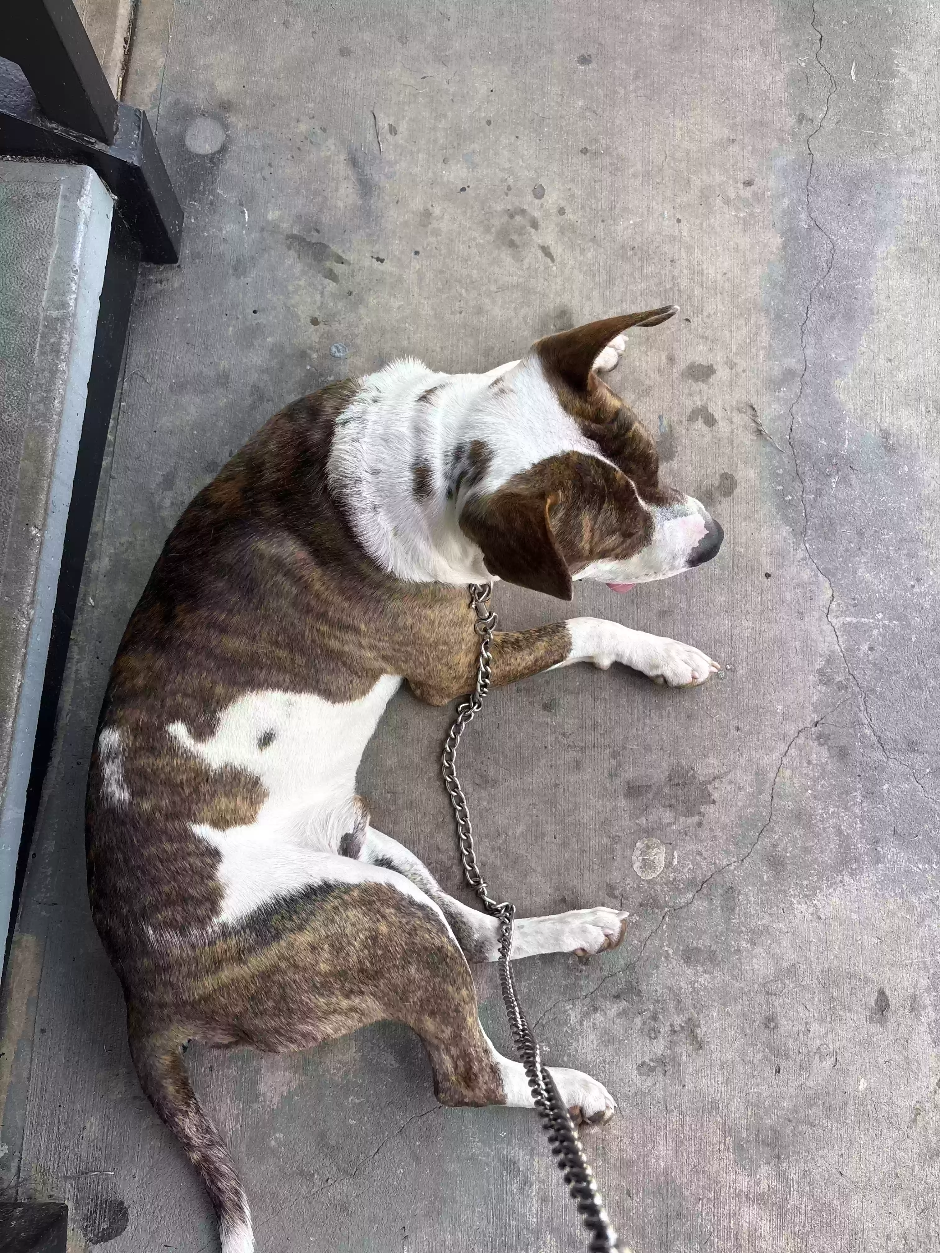 adoptable Dog in Atlanta,GA named Leo