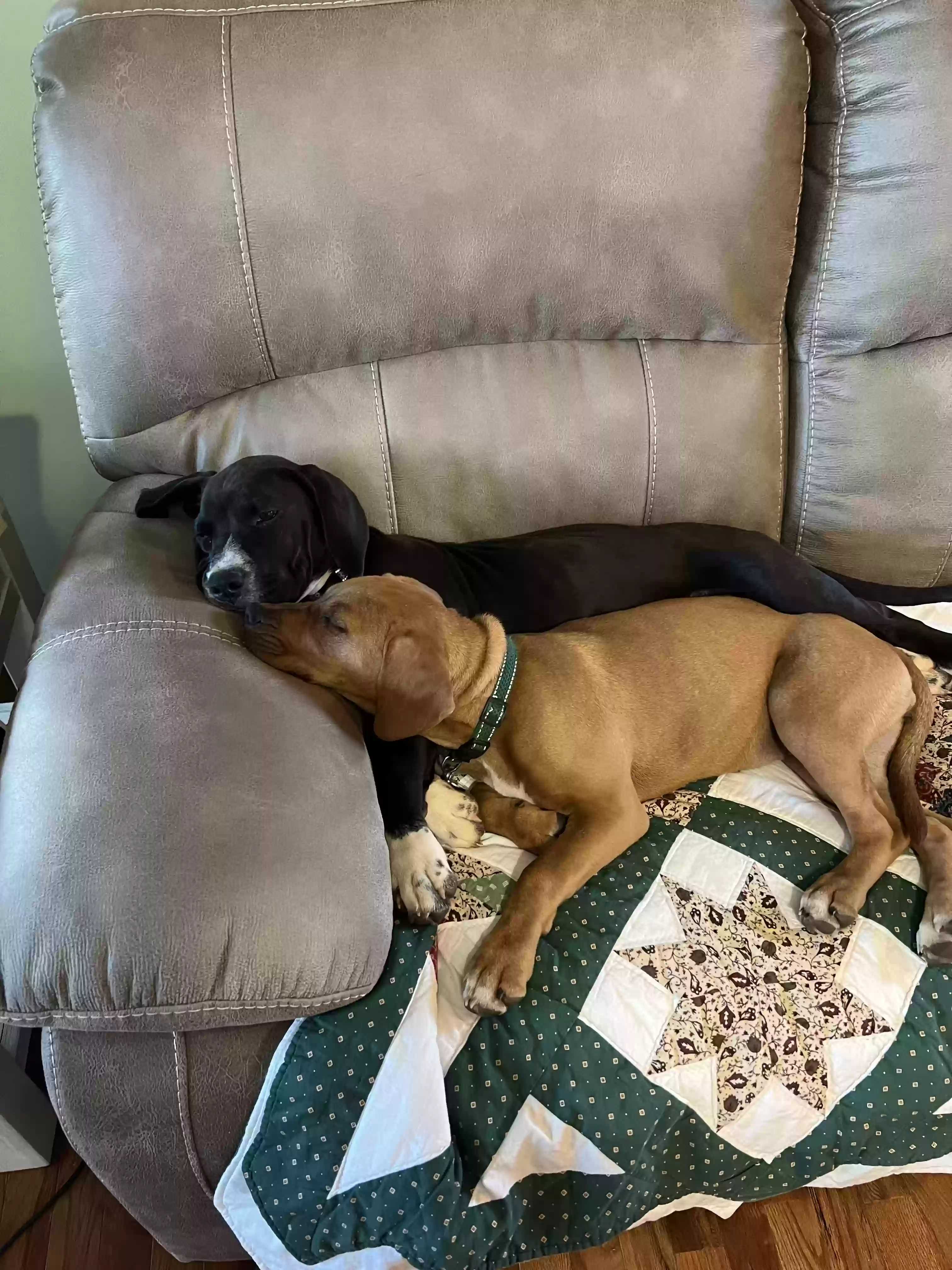 adoptable Dog in Nickelsville,VA named