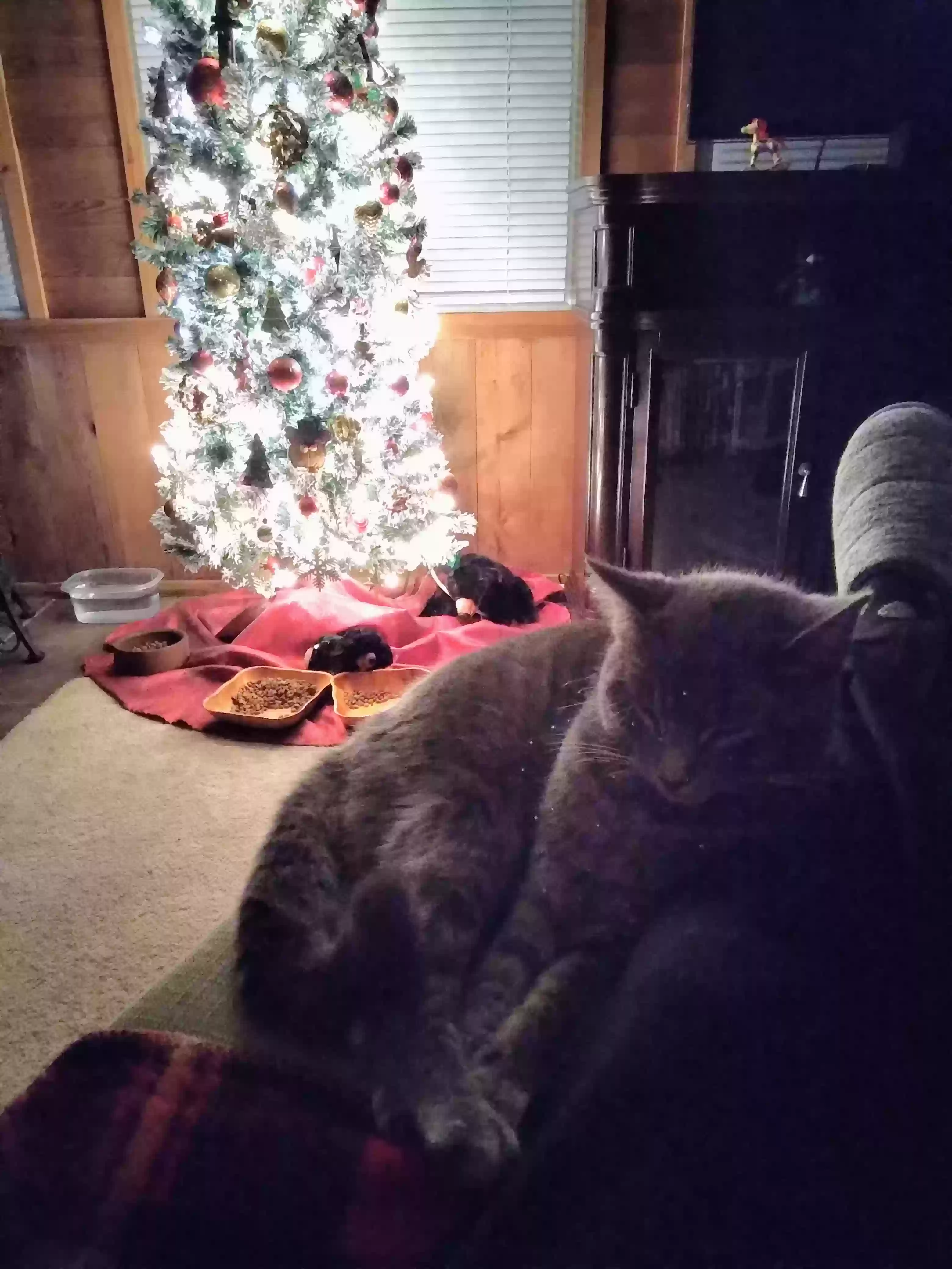 adoptable Cat in Florala,AL named Pearl