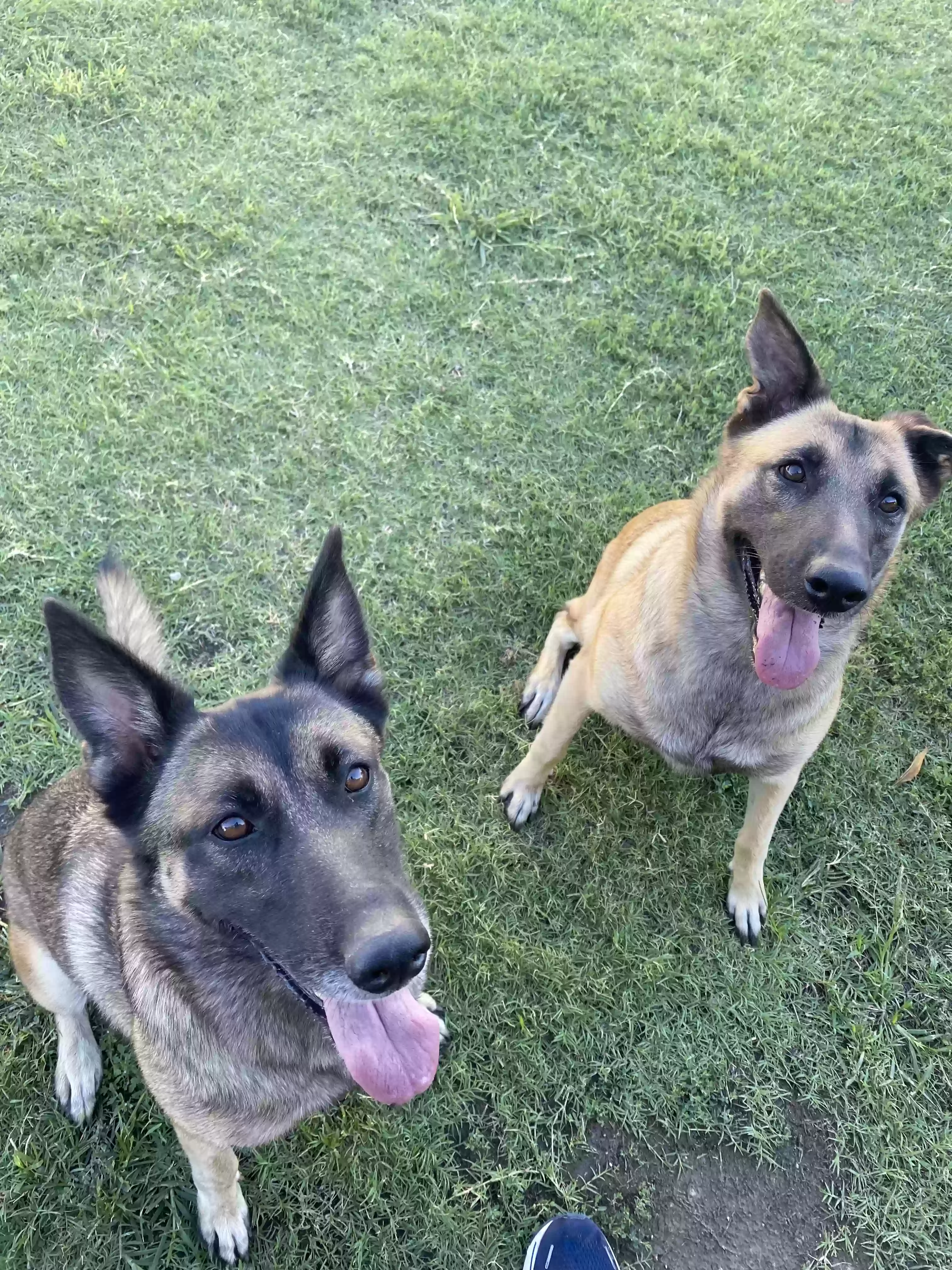 adoptable Dog in Princeton,TX named Lola