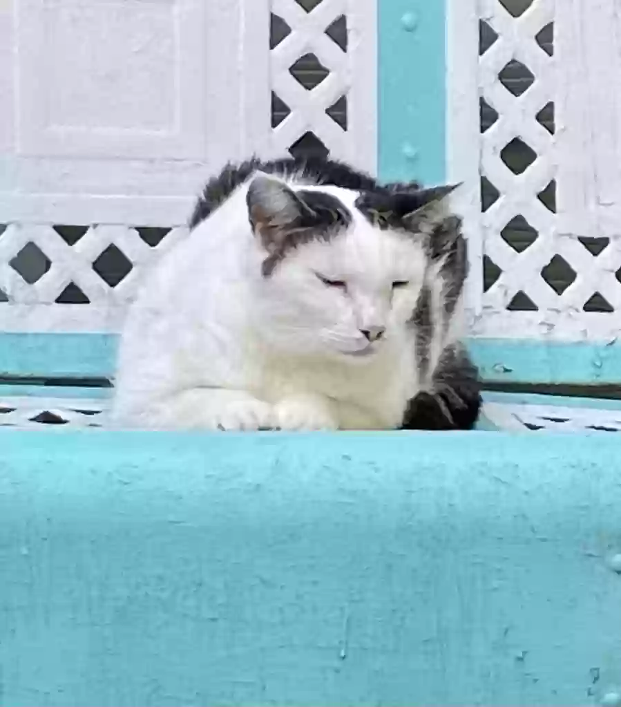 adoptable Cat in Cumming,GA named Tazzy