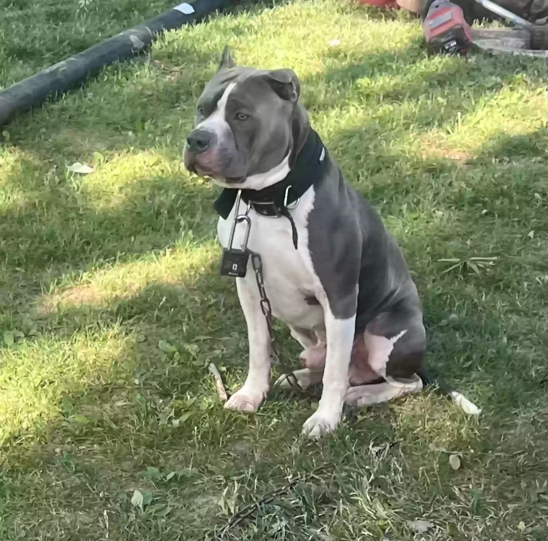 adoptable Dog in Stone Mountain,GA named Clips
