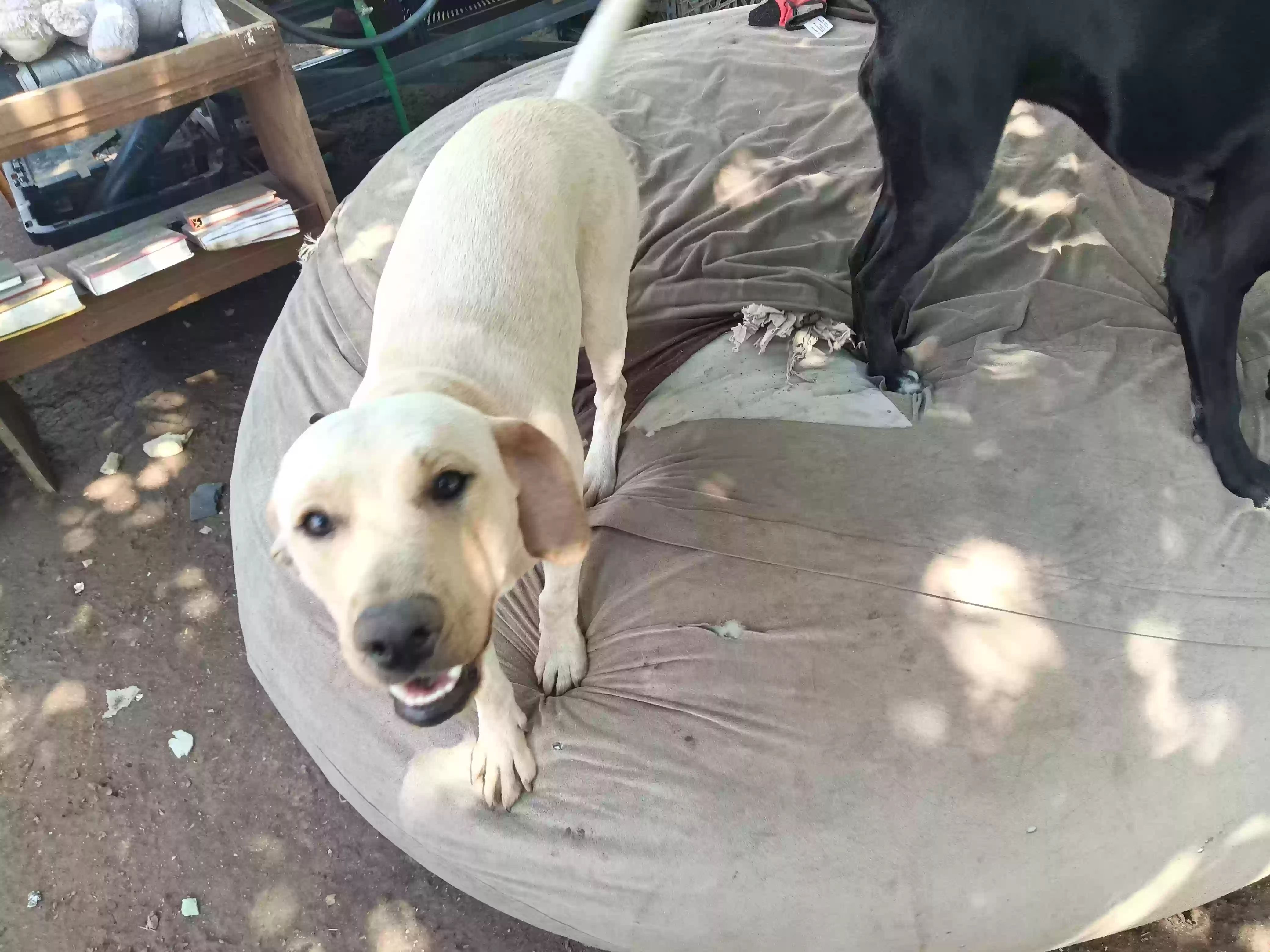 adoptable Dog in Phoenix,AZ named Unnamed