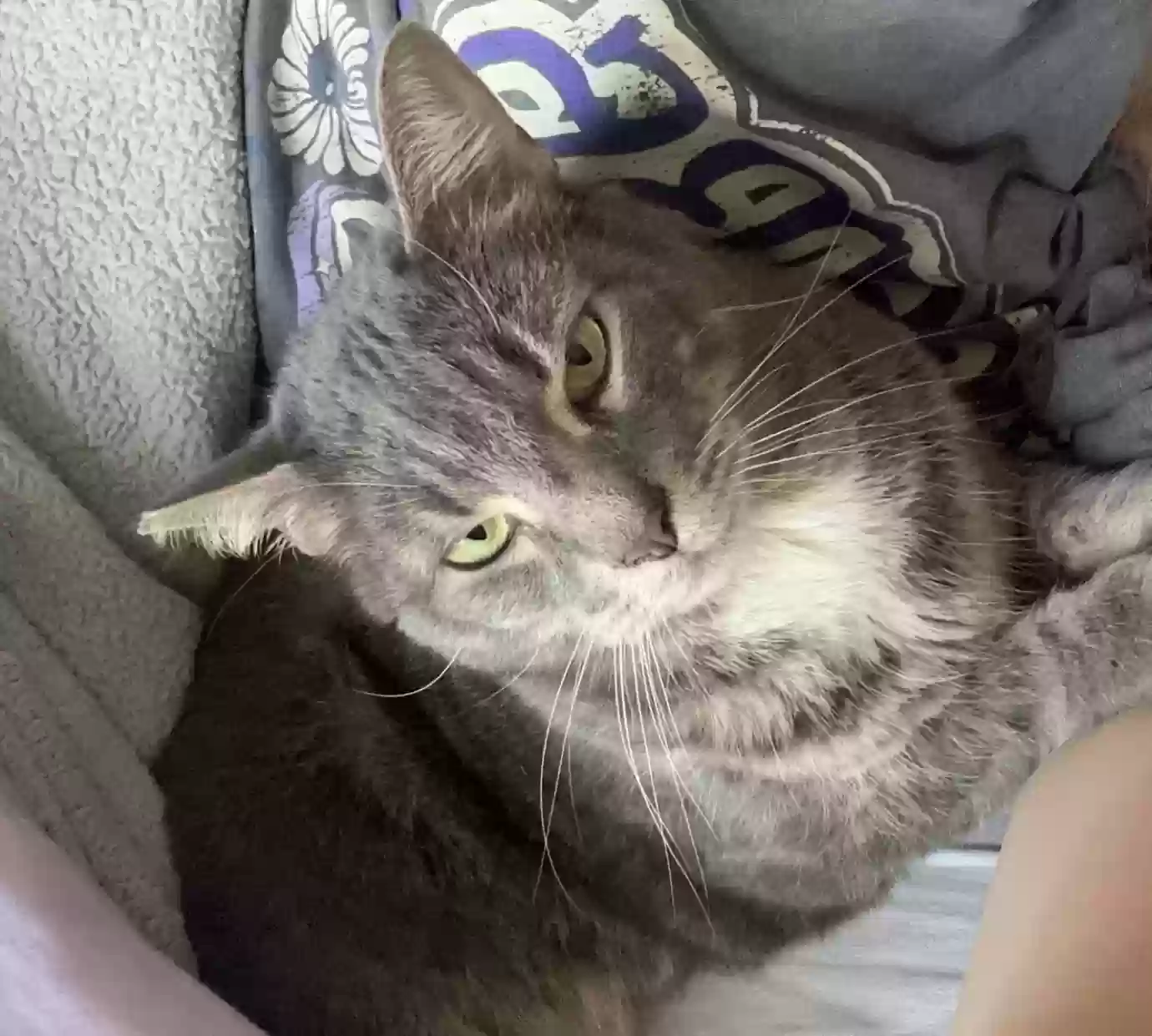 adoptable Cat in Atlanta,GA named Levi Ackercat