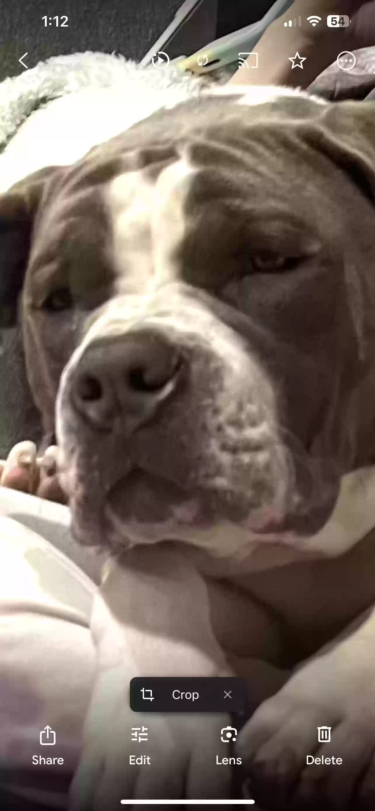 adoptable Dog in Elk Grove Village,IL named Murphy