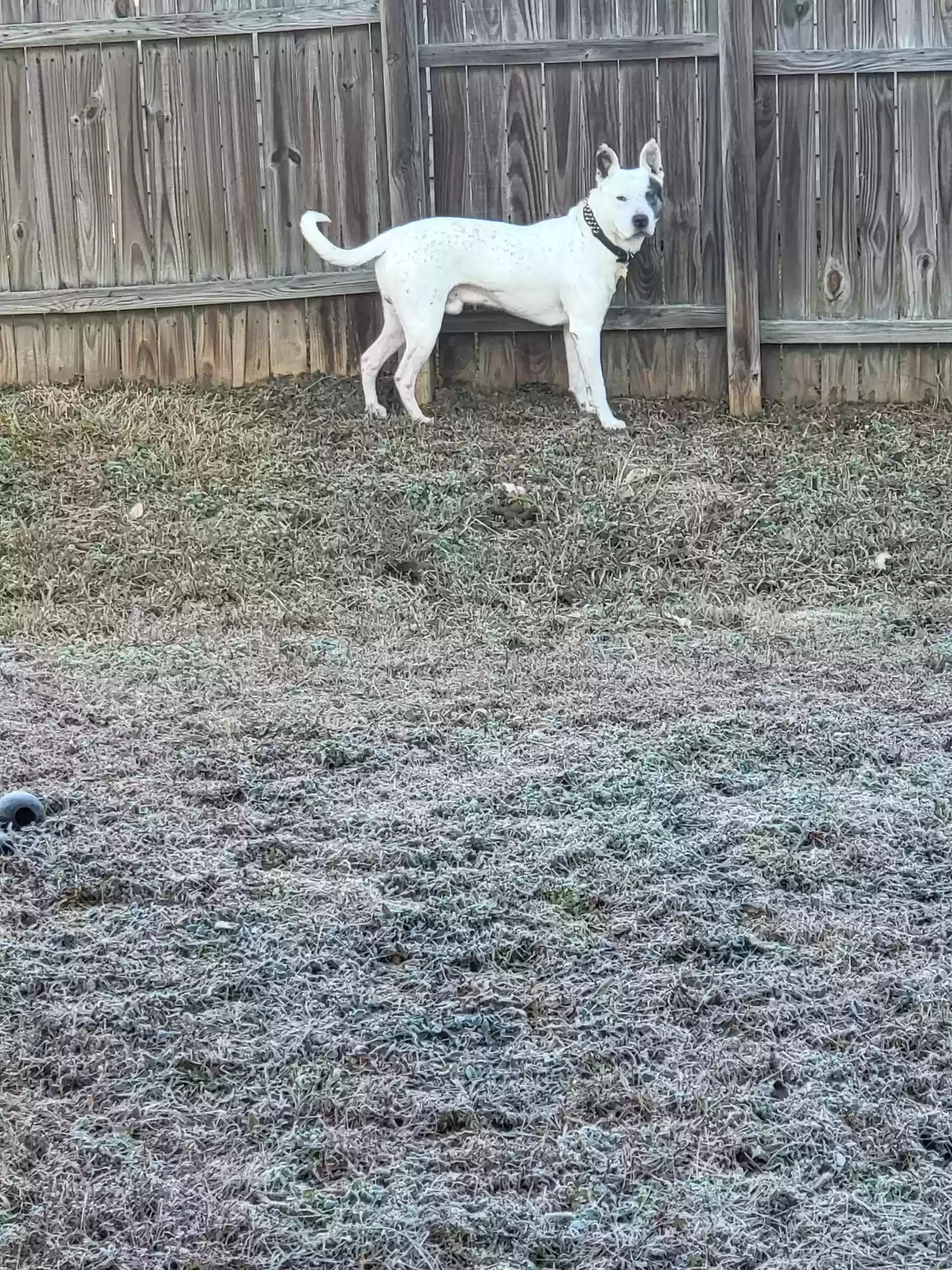 adoptable Dog in Charlotte,NC named Sirius