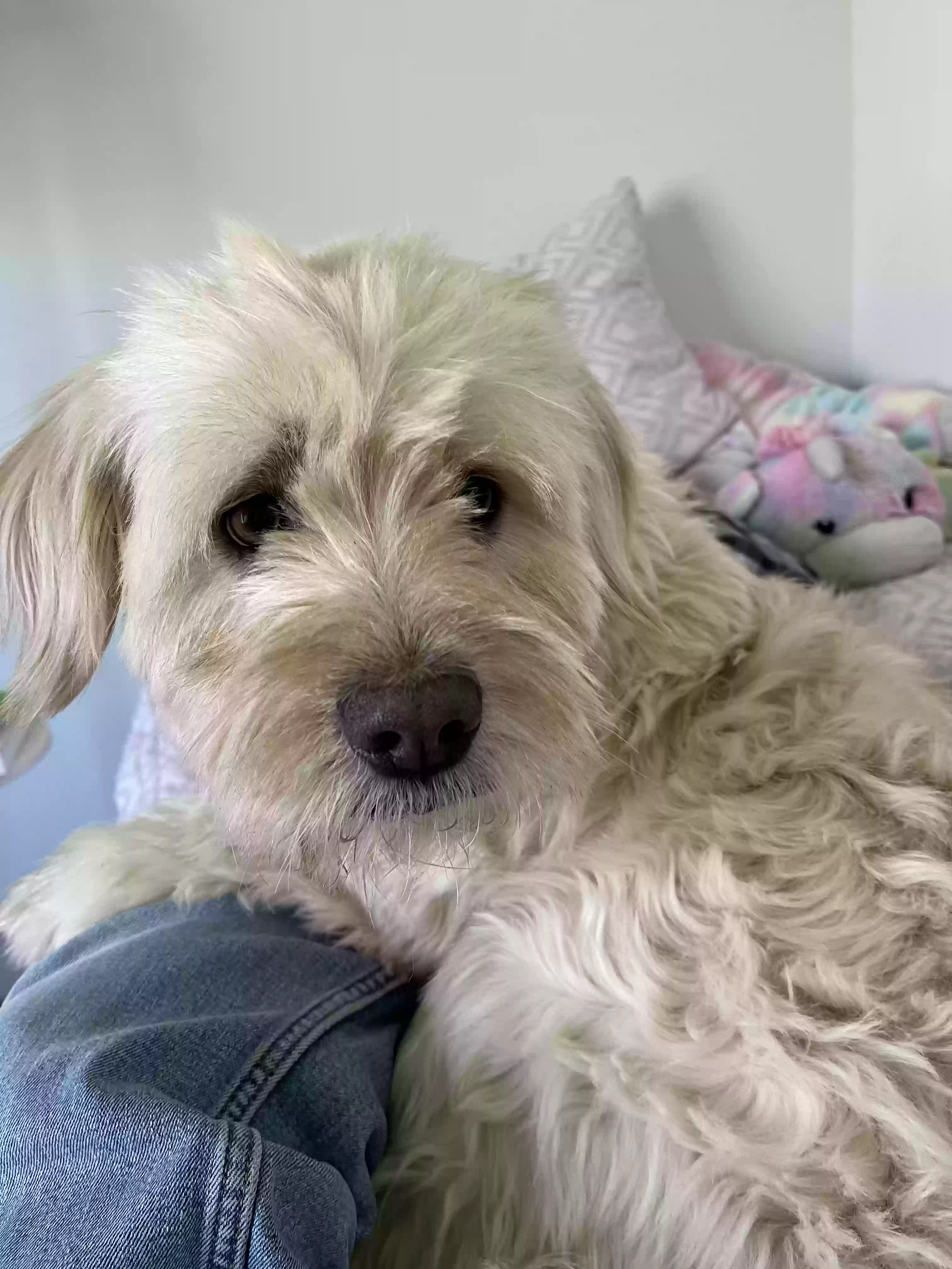 adoptable Dog in Grand Rapids,MI named Biscuit