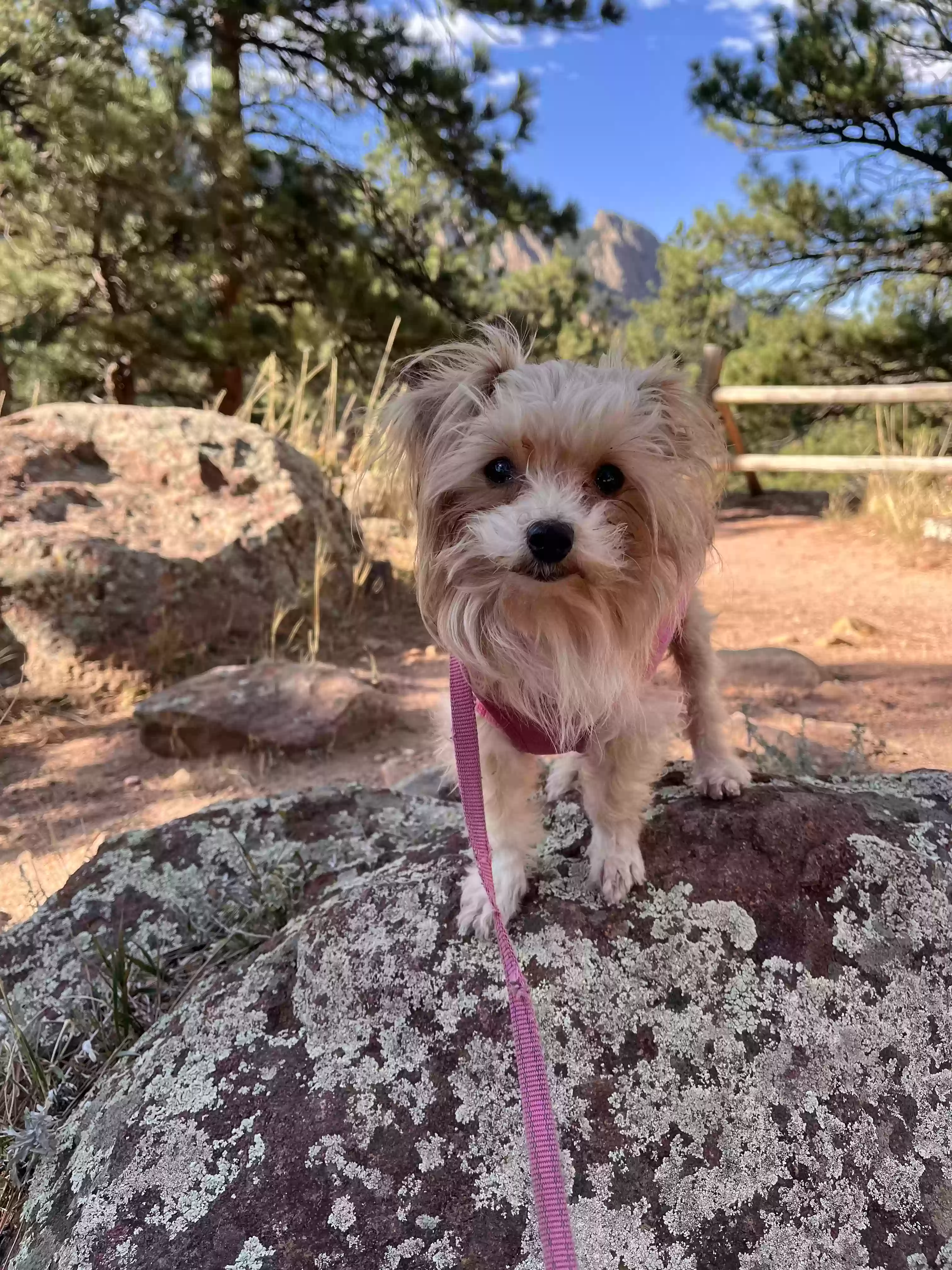 adoptable Dog in Boulder,CO named Itsy