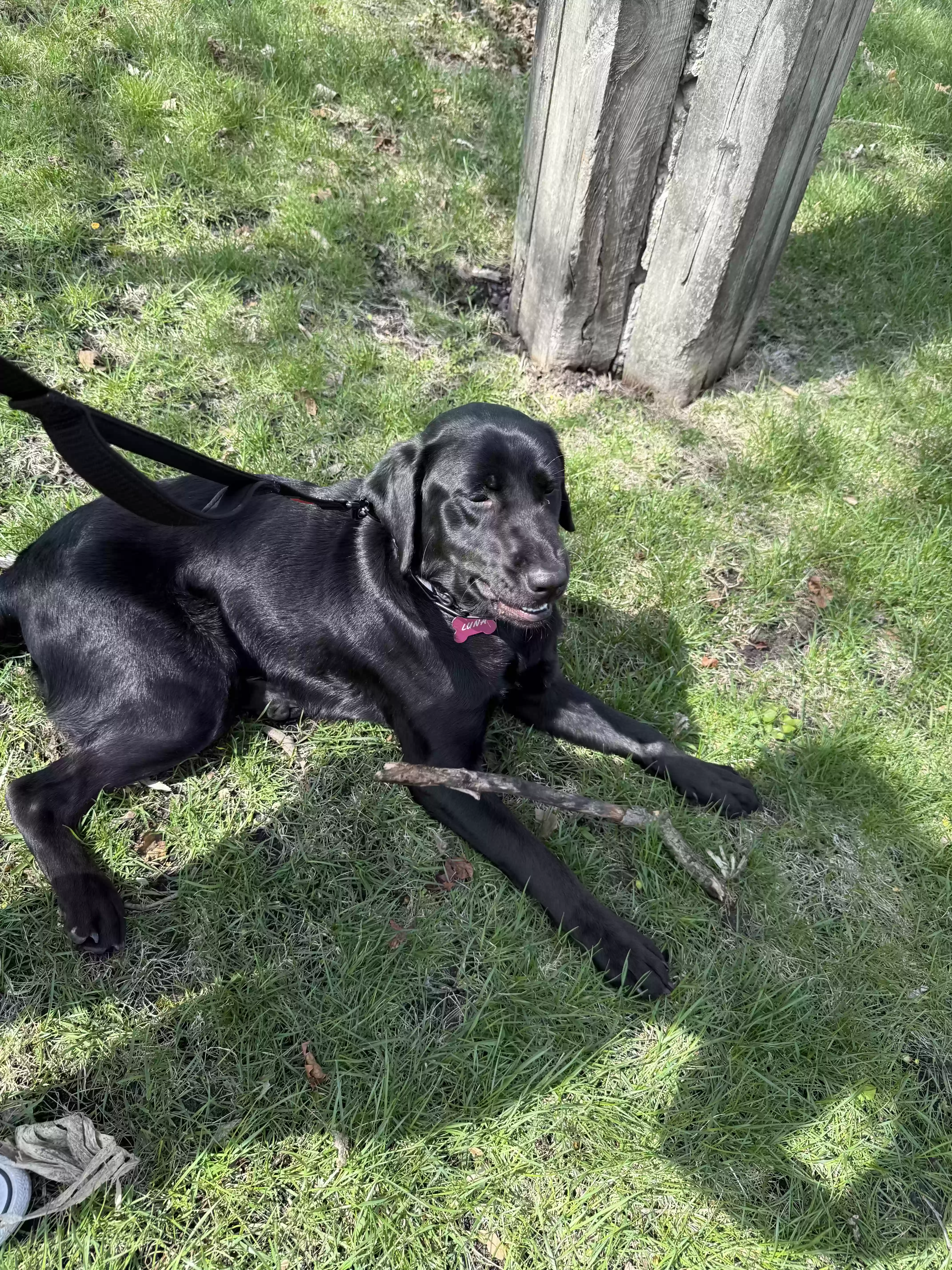 adoptable Dog in Collins,IA named Luna