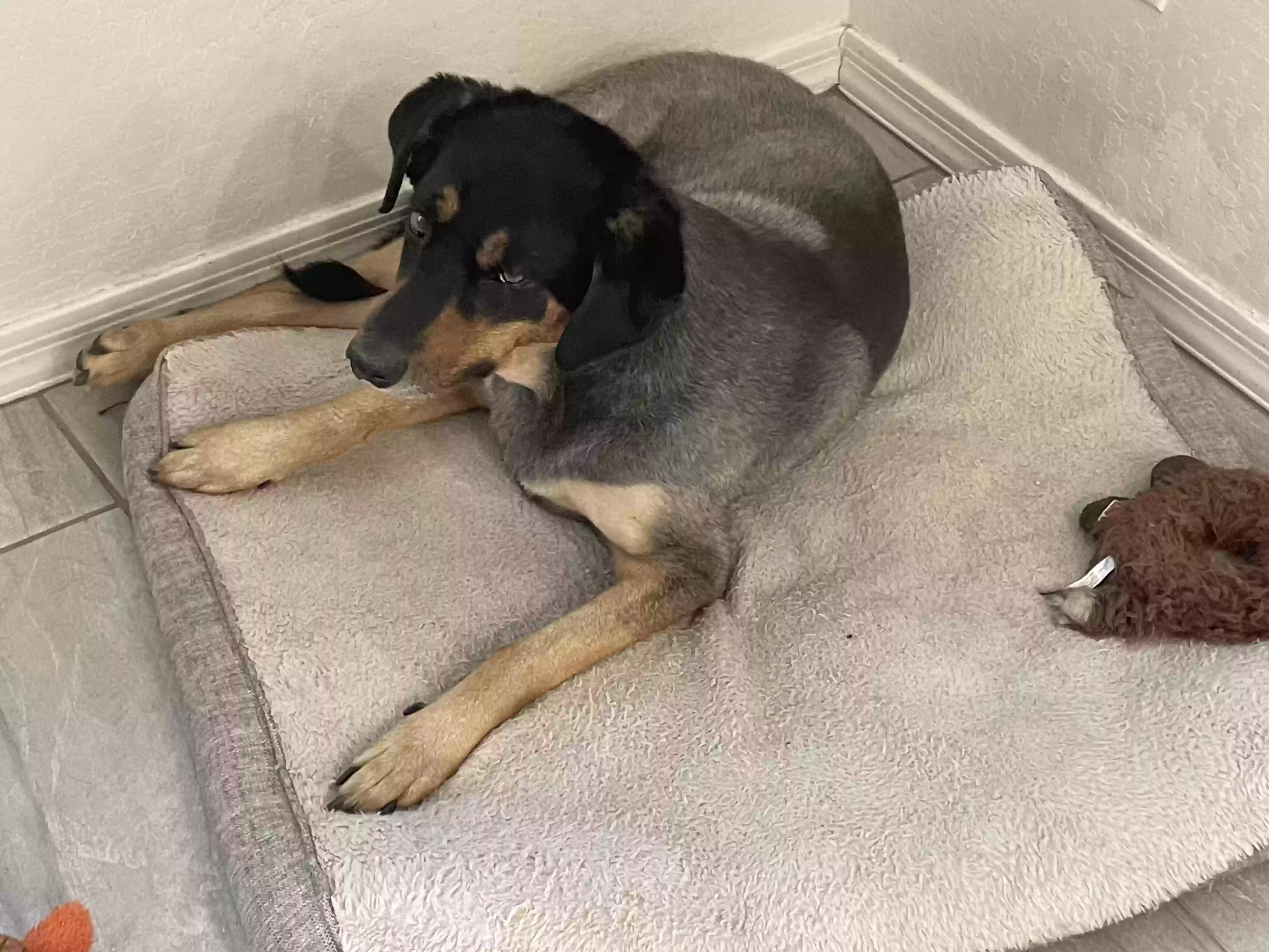 adoptable Dog in Mesa,AZ named Star