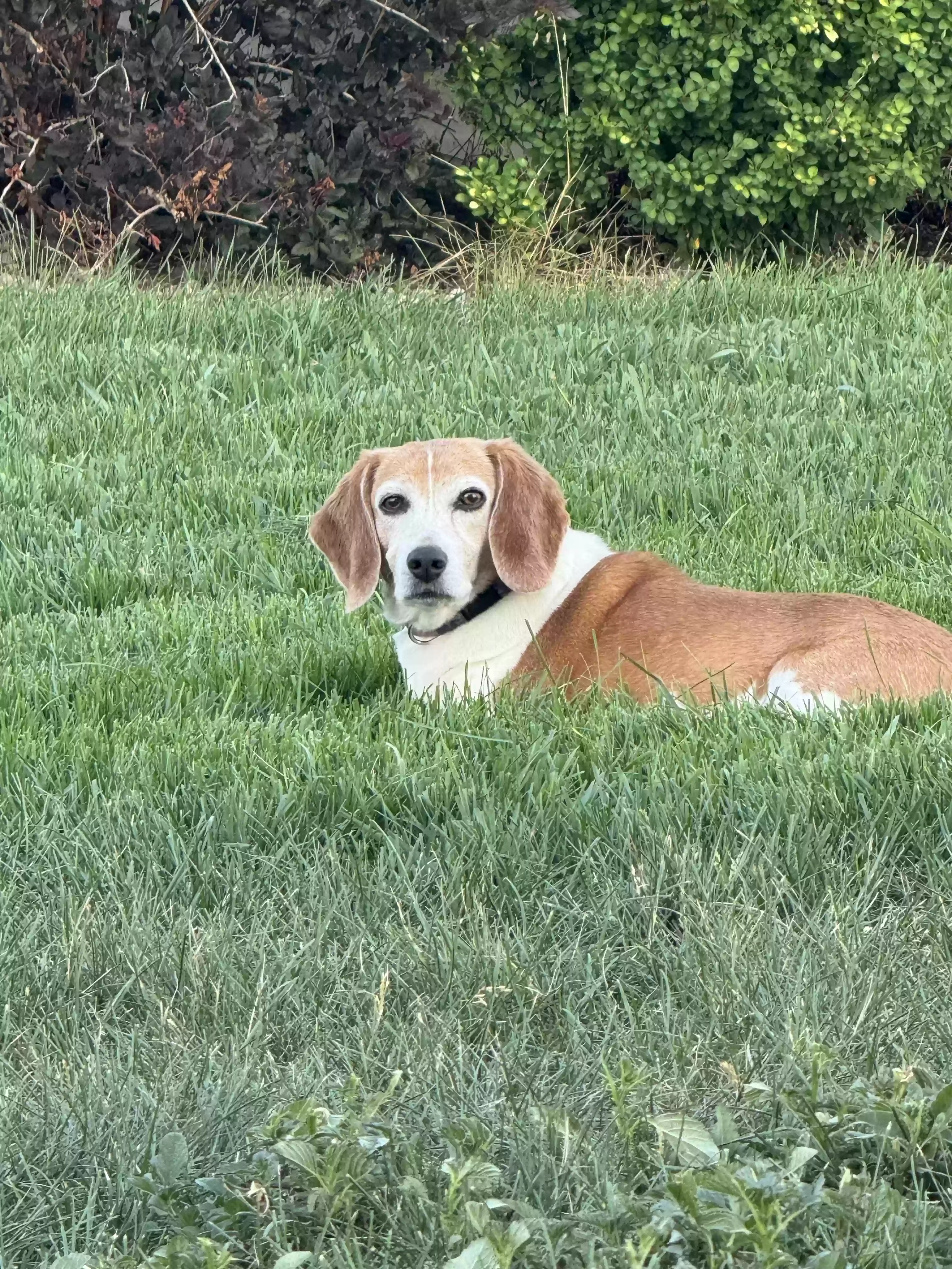 adoptable Dog in Wellington,CO named Peanut