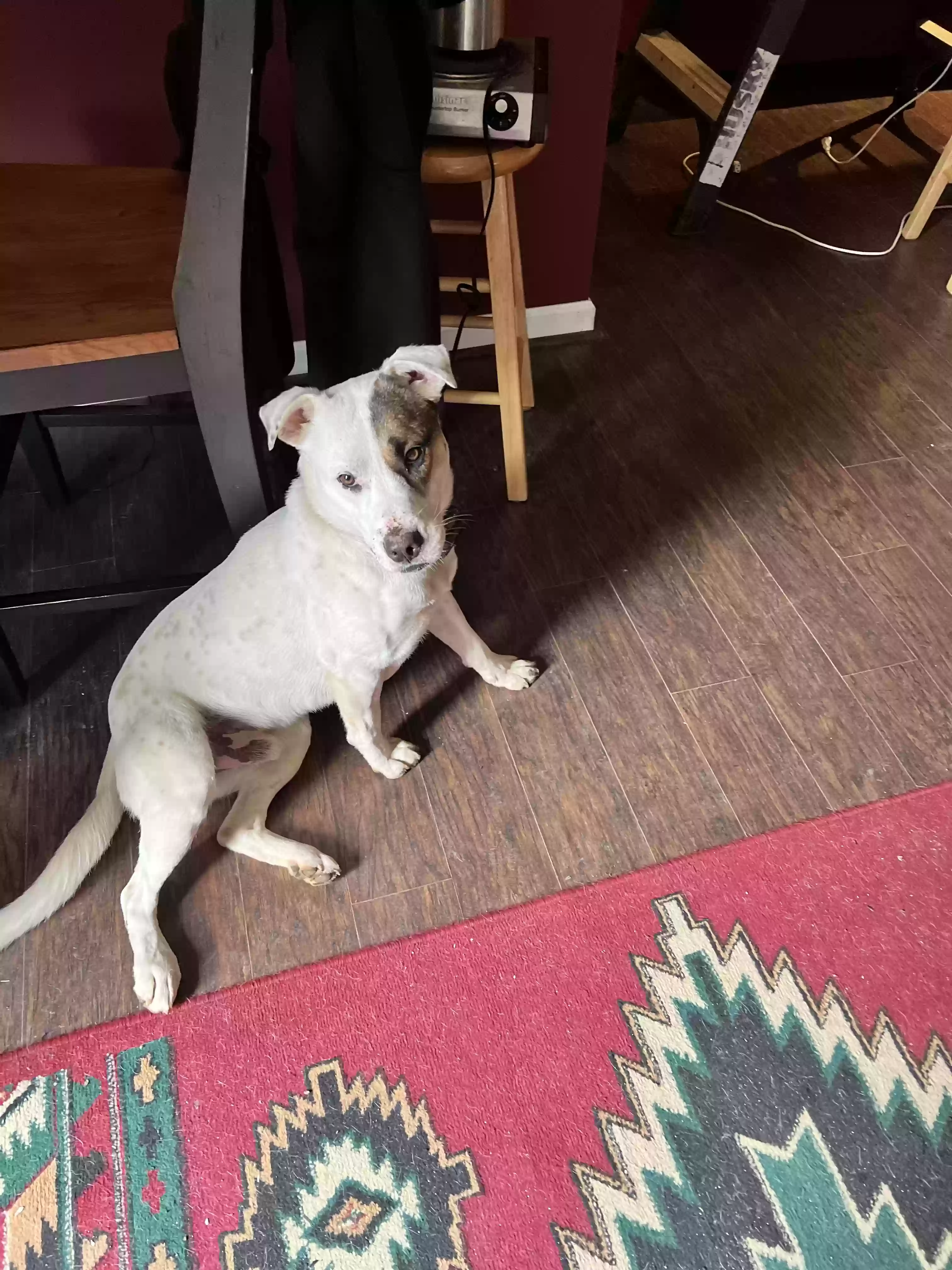 adoptable Dog in Blairsville,GA named Cochise