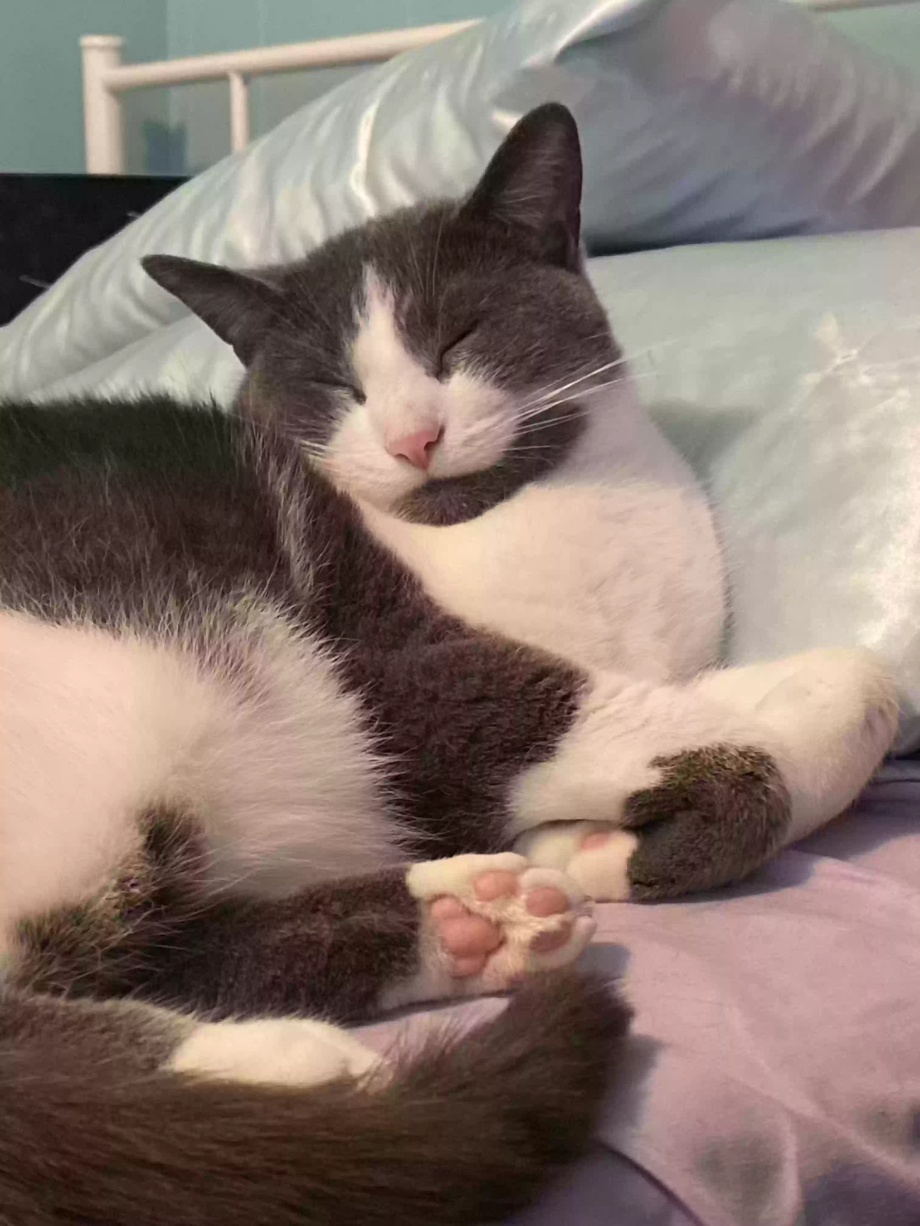adoptable Cat in Kalamazoo,MI named Totoro
