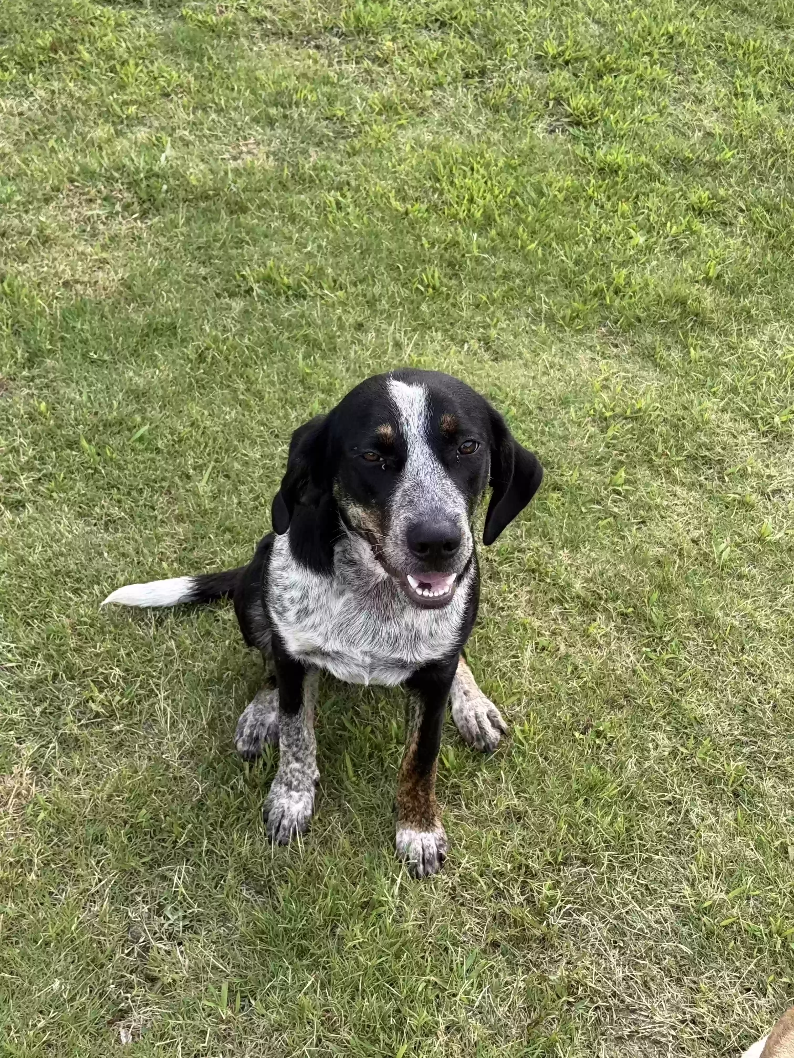 adoptable Dog in Brandon,MS named Rex