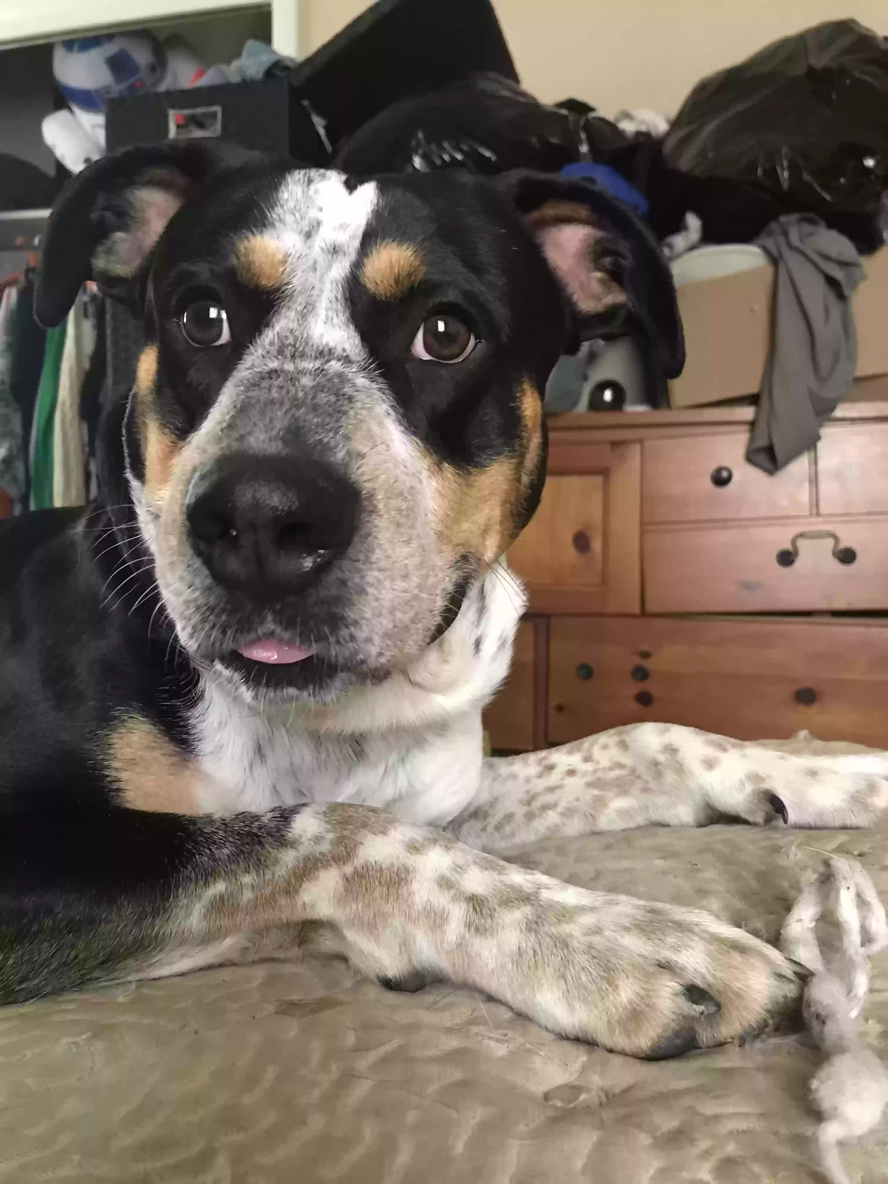 adoptable Dog in Mobile,AL named Brewster