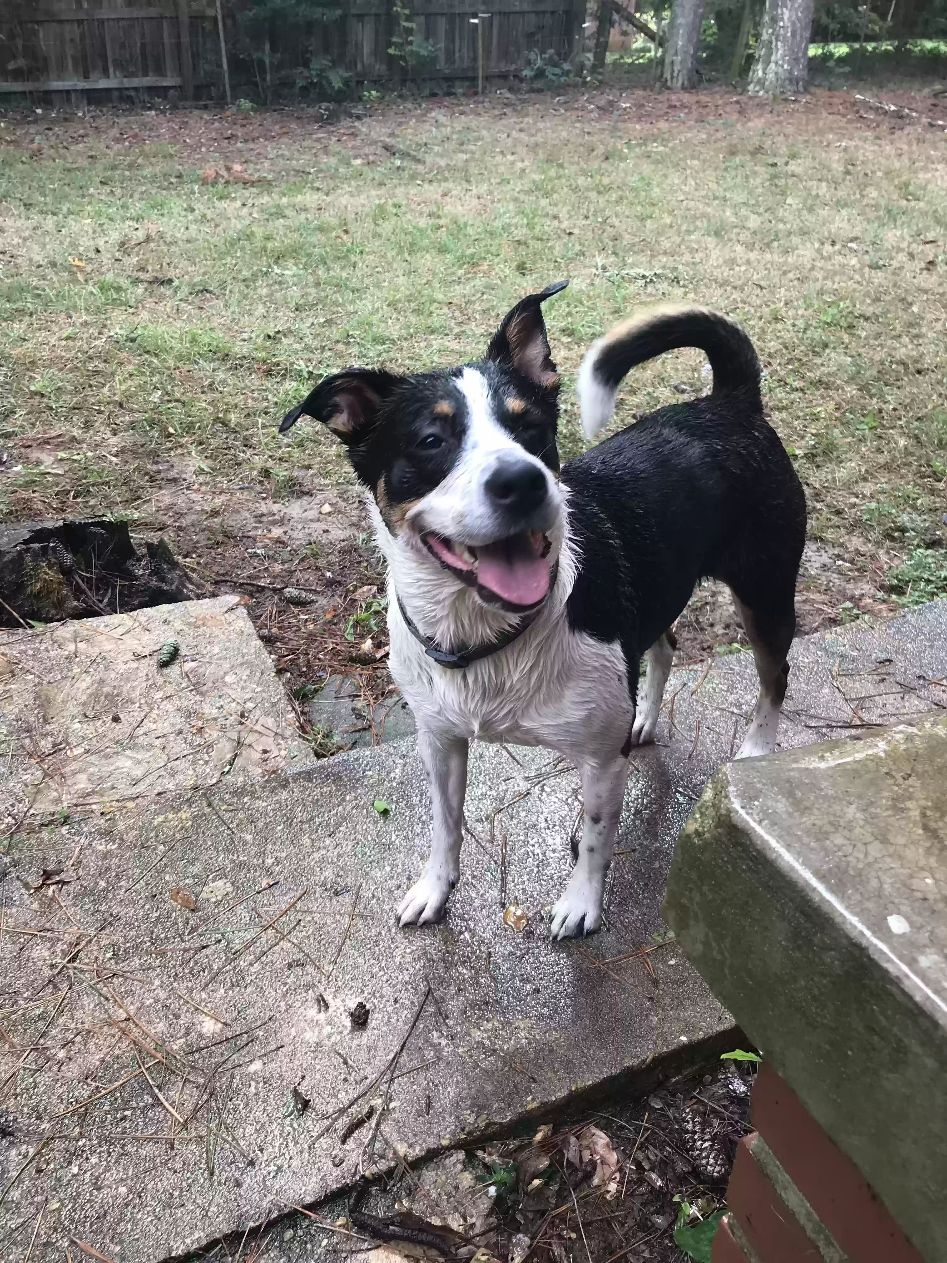 adoptable Dog in Mobile,AL named Paisley