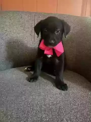 adoptable Dog in Grenada,MS named No name