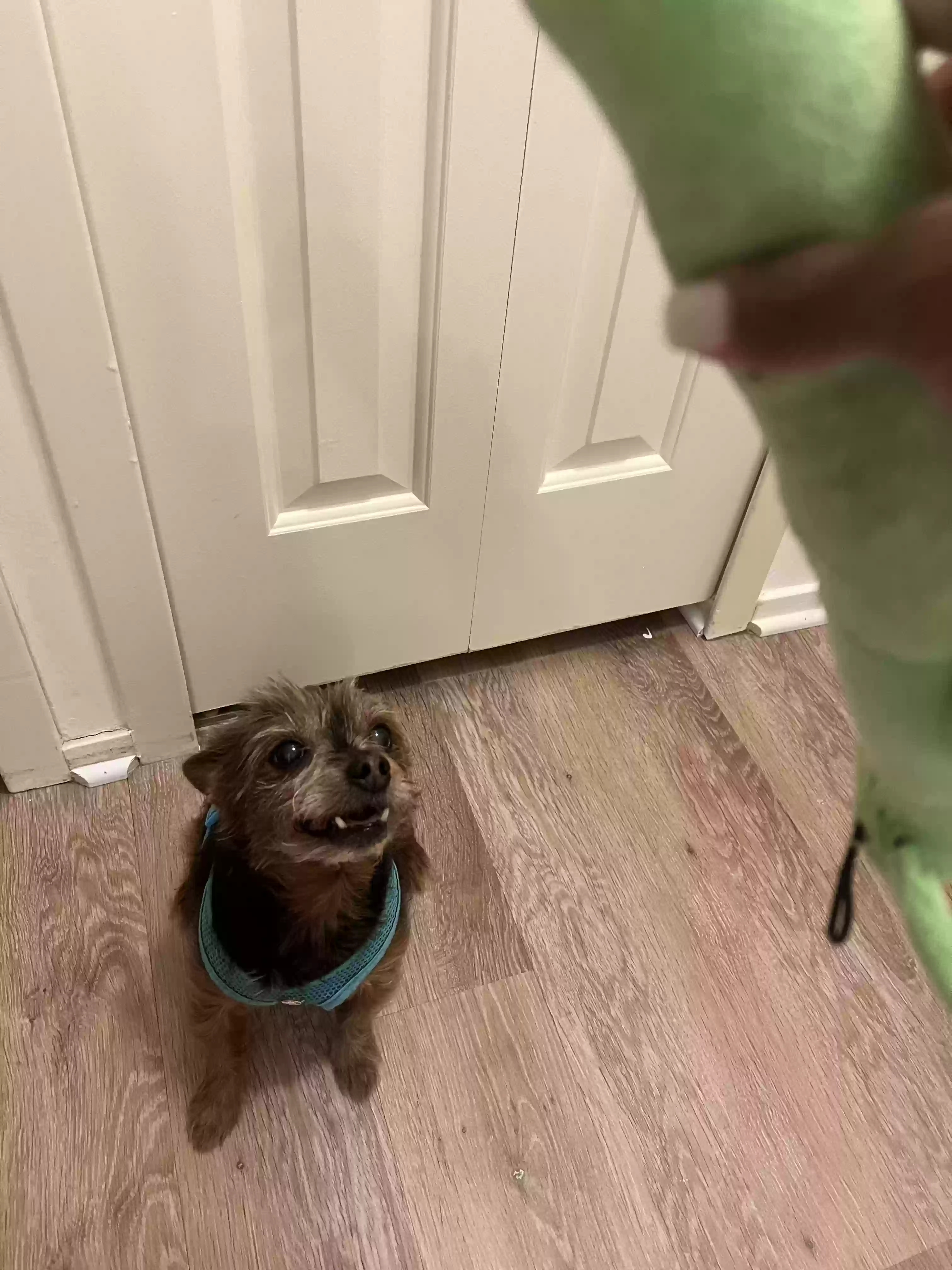 adoptable Dog in Northville,MI named Marco